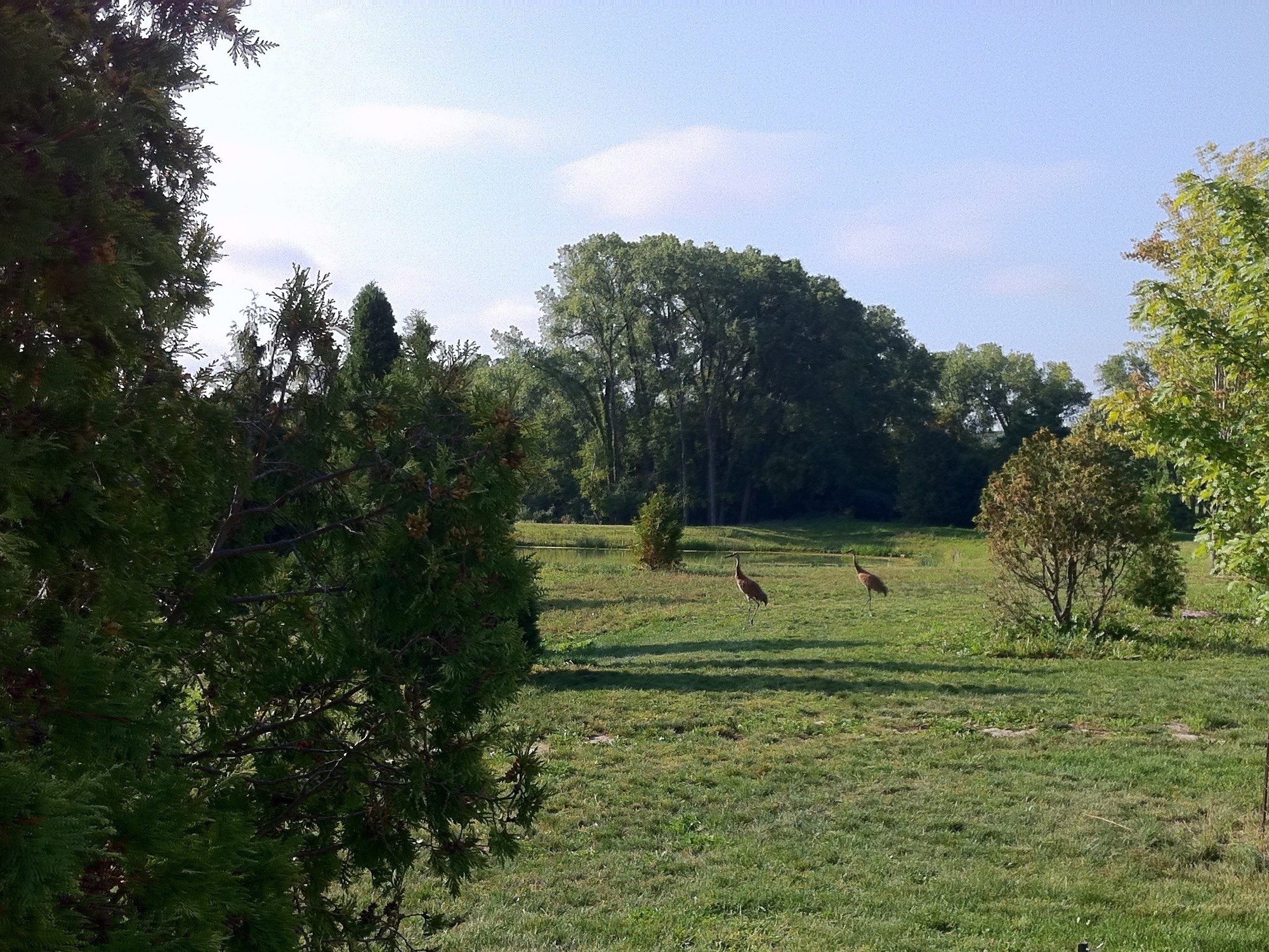 Sandhill Cranes in Stevens Pond area in Madison, Wisconsin on September 2, 2012.