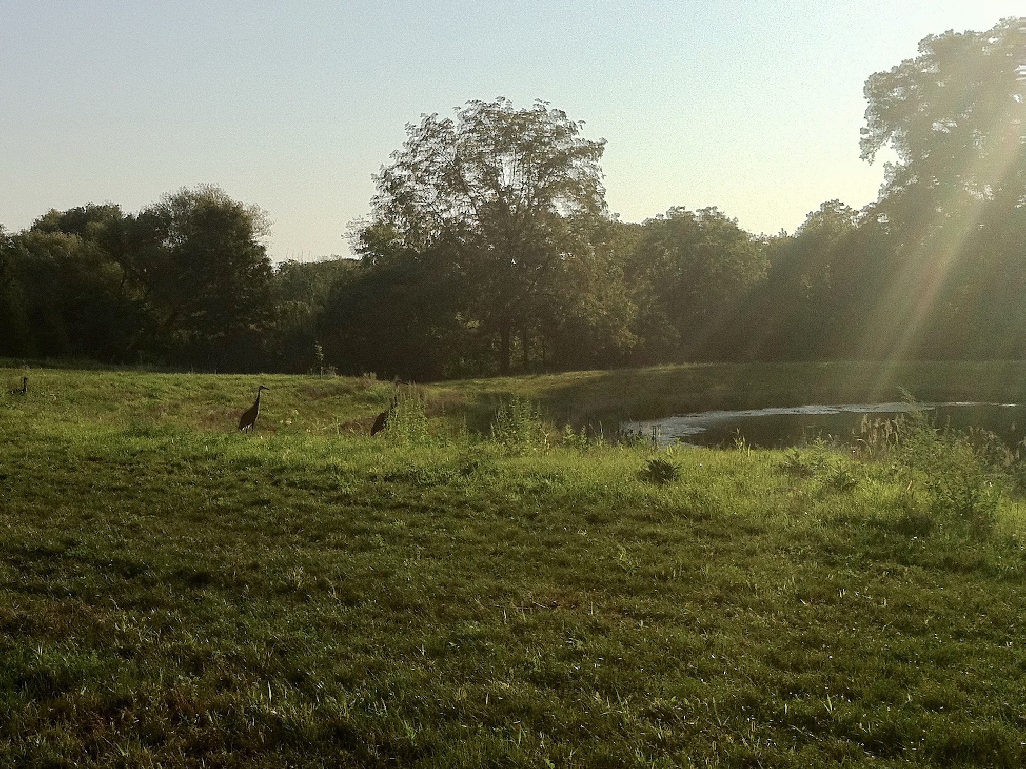 Sandhill Cranes in Stevens Pond area in Madison, Wisconsin on August 30, 2012.