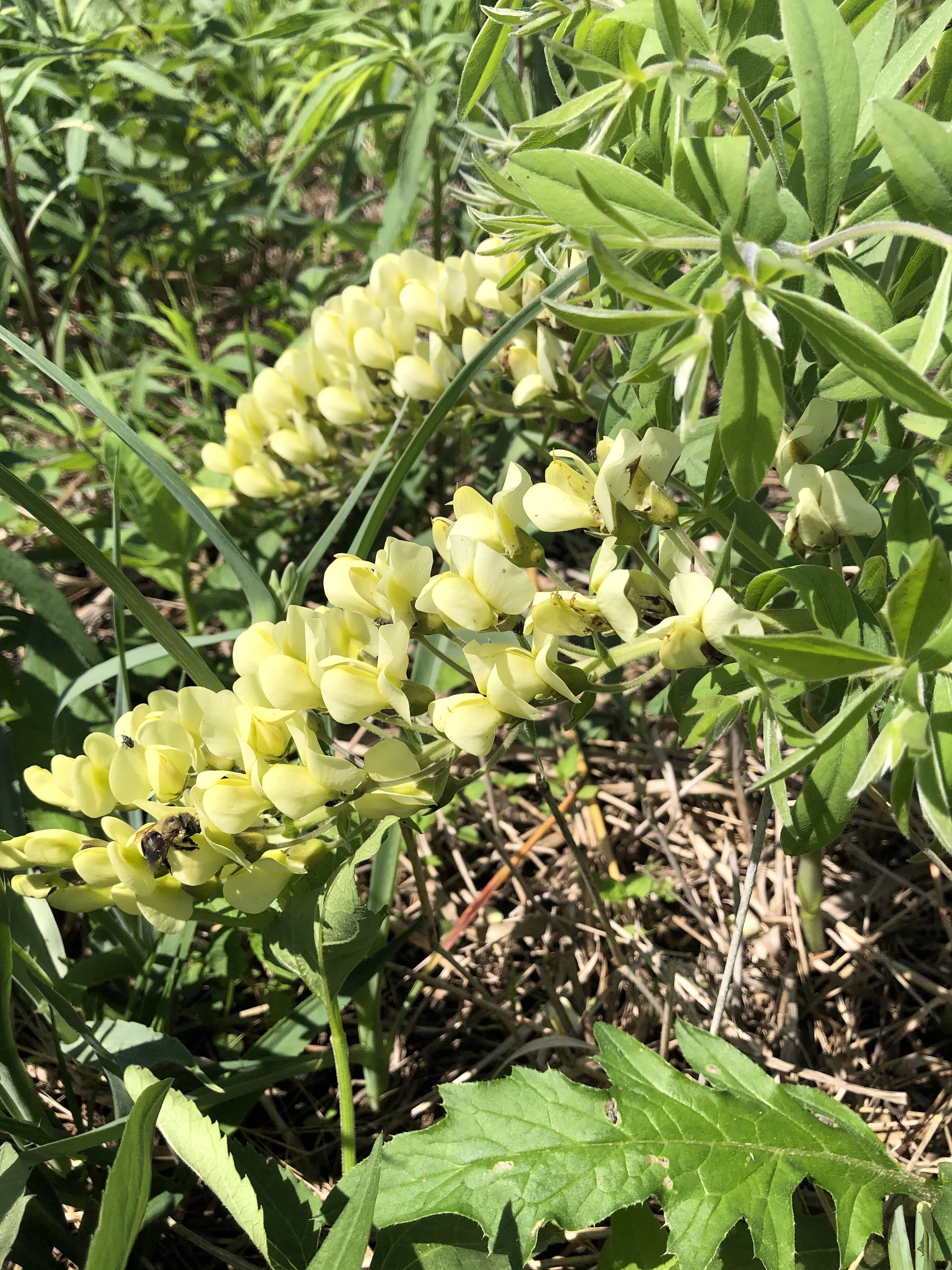 Cream Wild Indigo in UW Arboretum in Madison, Wisconsin on May 22, 2021.