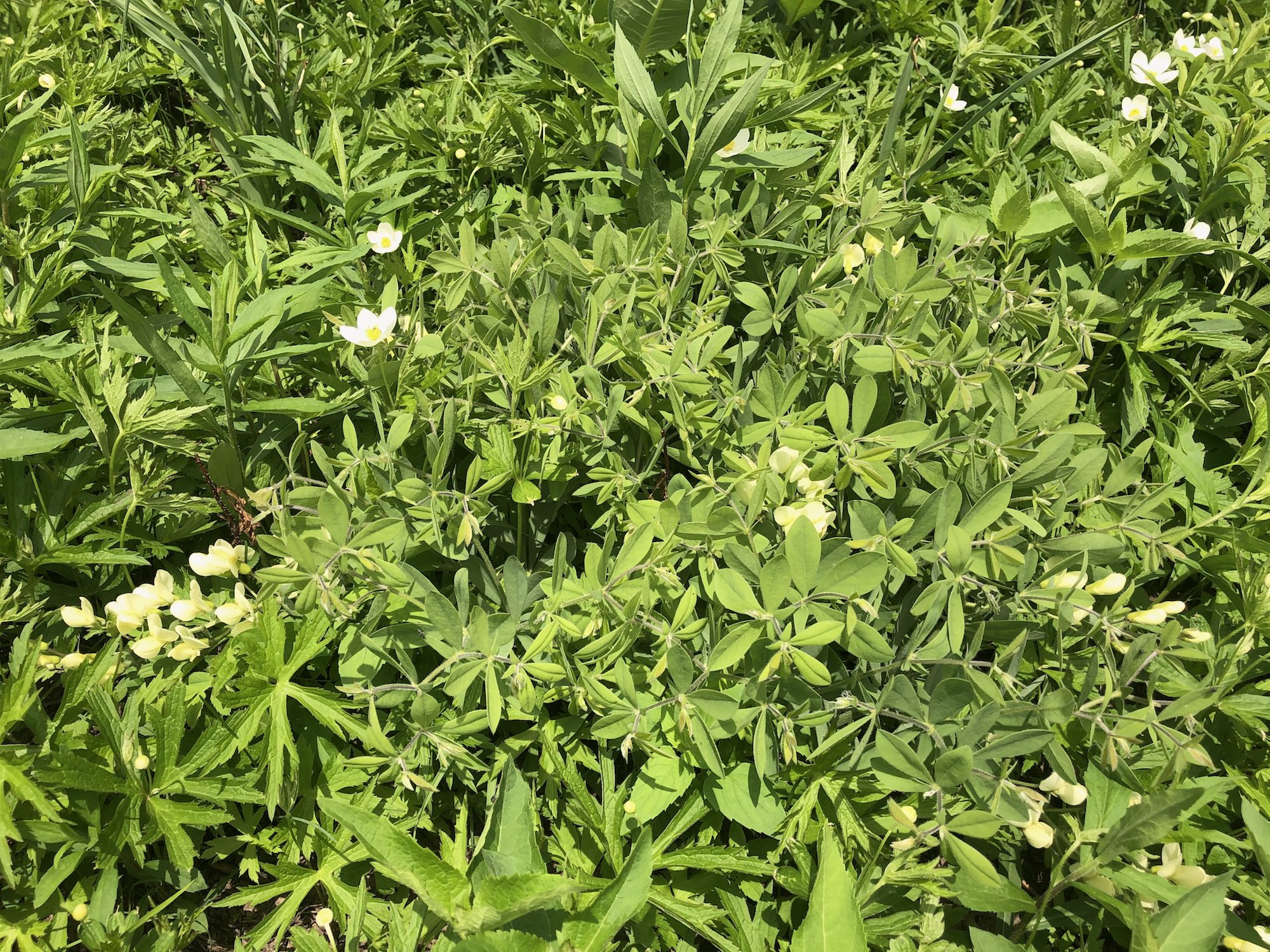 Cream Wild Indigo surrounded by Canada anemone in UW Arboretum in Madison, Wisconsin on May 25, 2021.