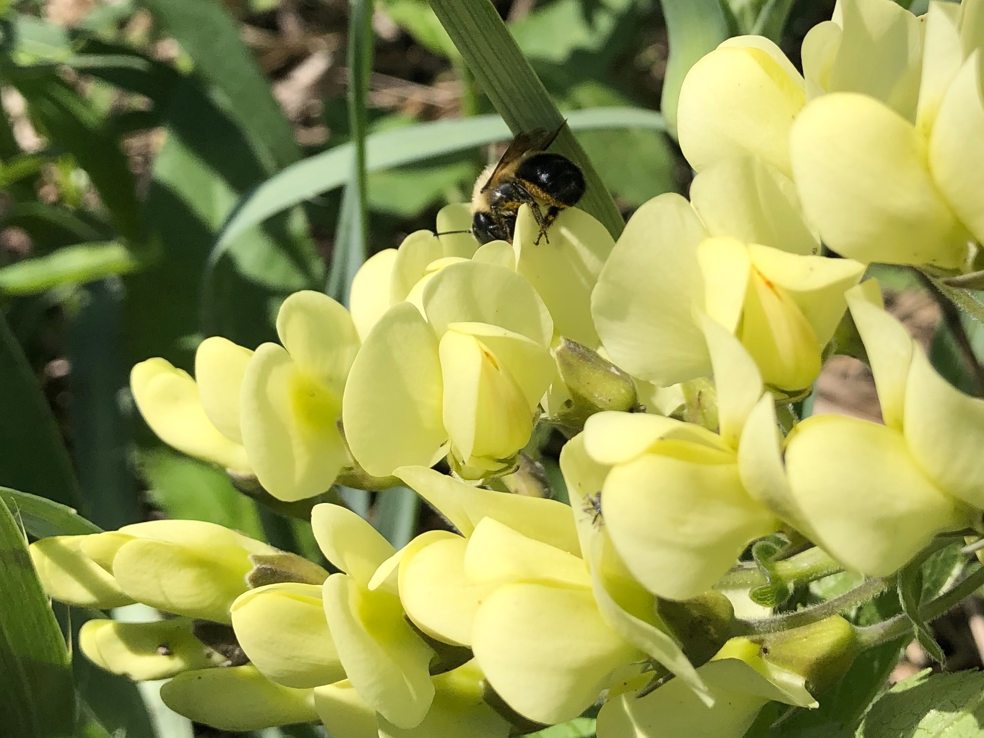 Mining Bee on Cream Wild Indigo on May 22, 2021.