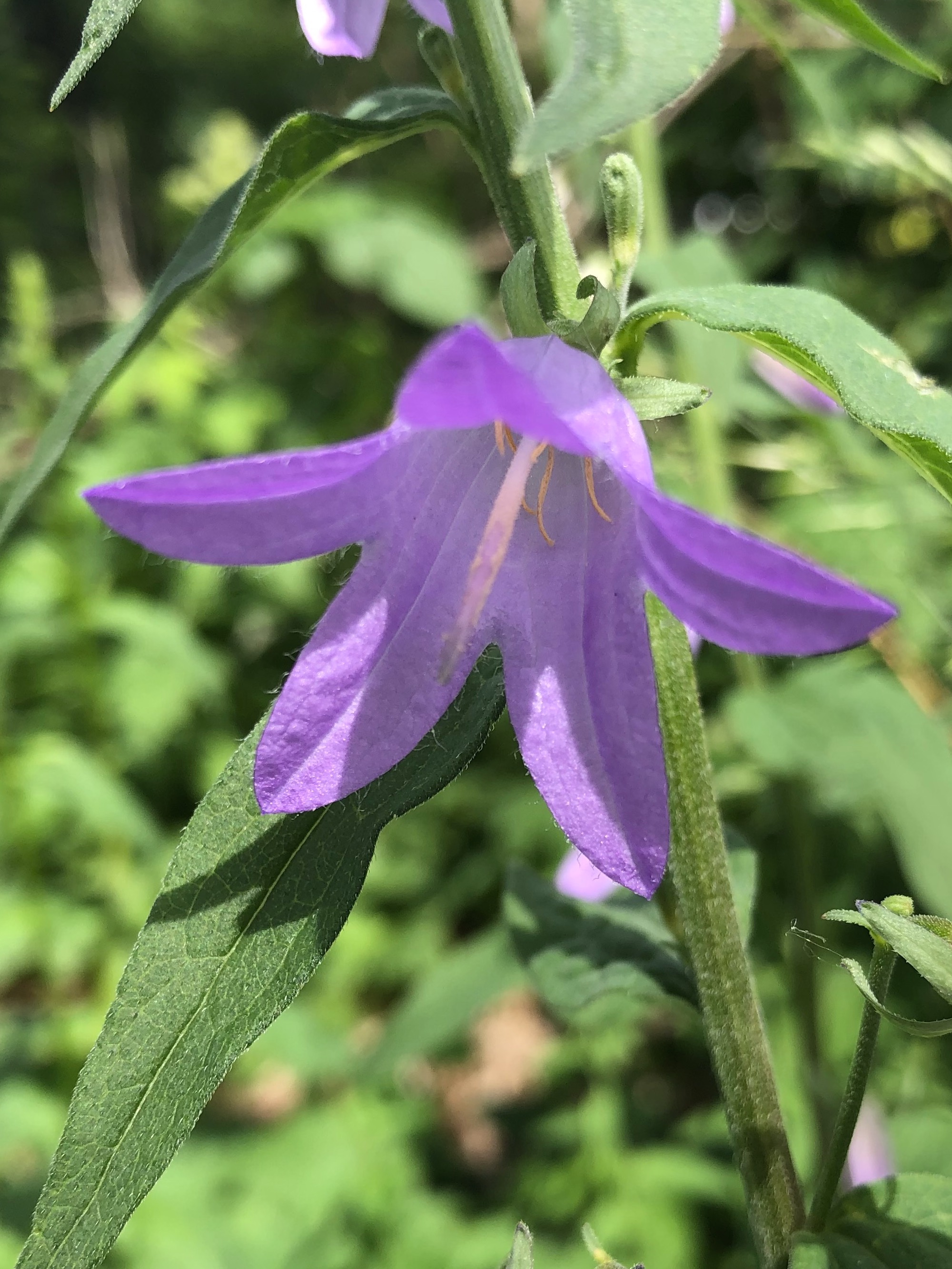Creeping Bellflower by home in Madison, Wisconsin on June 26, 2019.