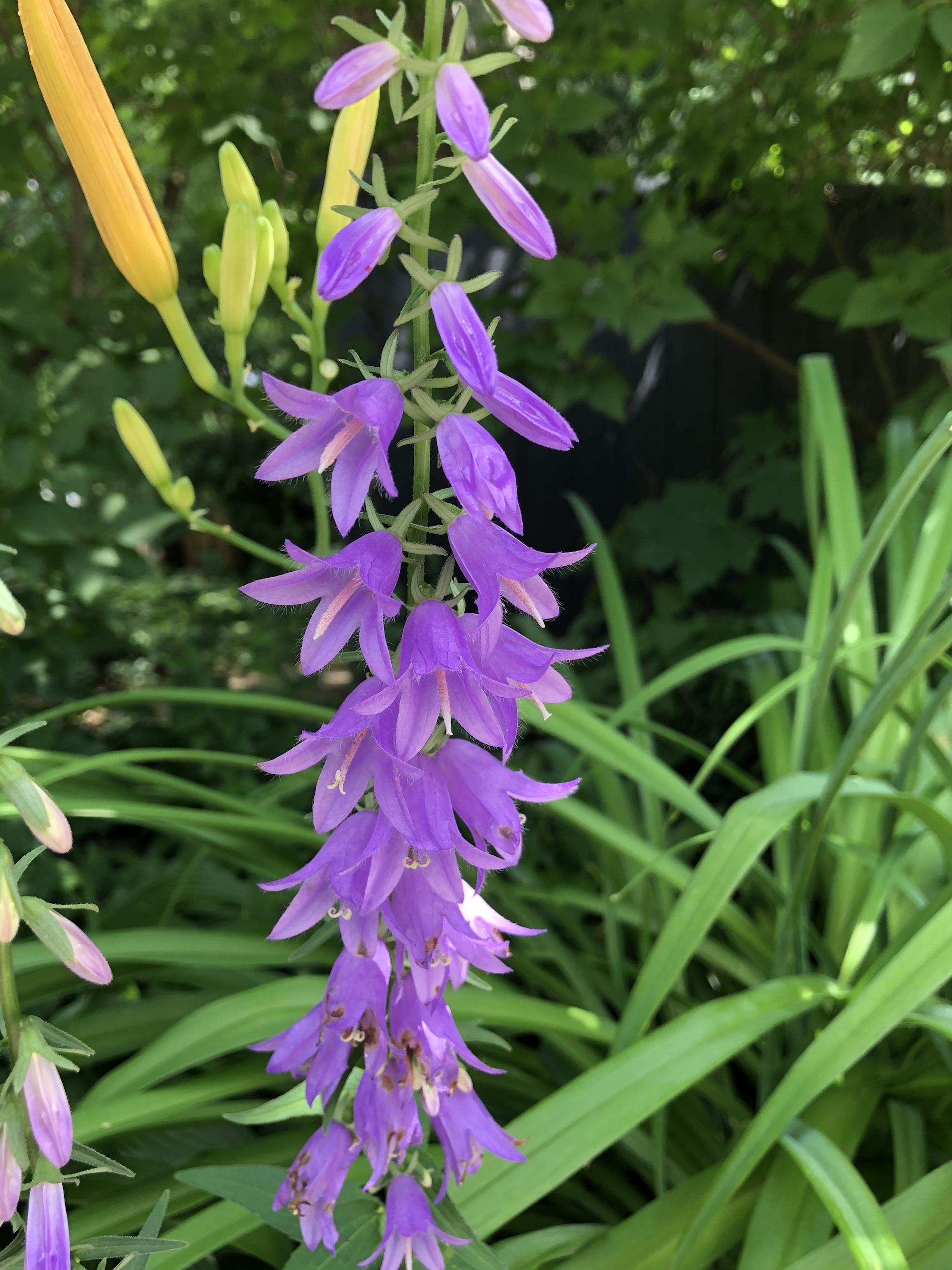 Creeping Bellflower by home in Madison, Wisconsin on June 30, 2020.