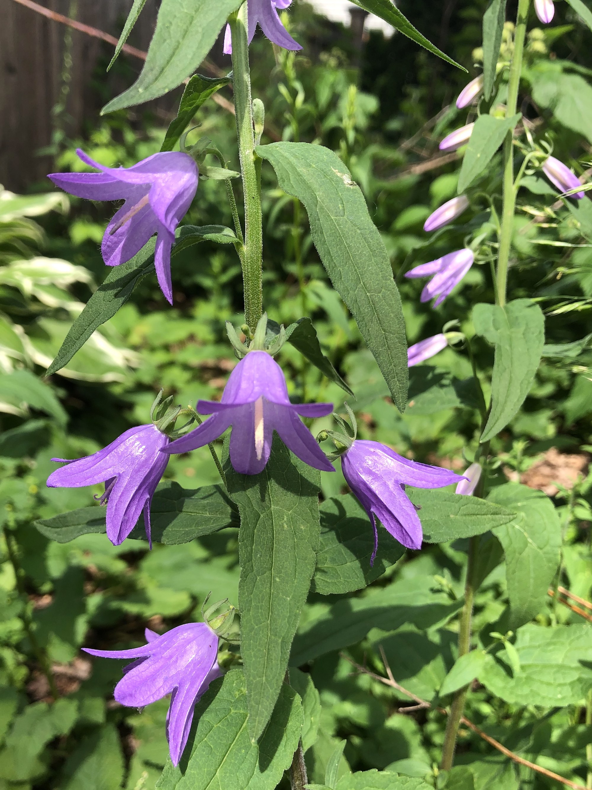 Creeping Bellflower by home in Madison, Wisconsin on June 26, 2019.