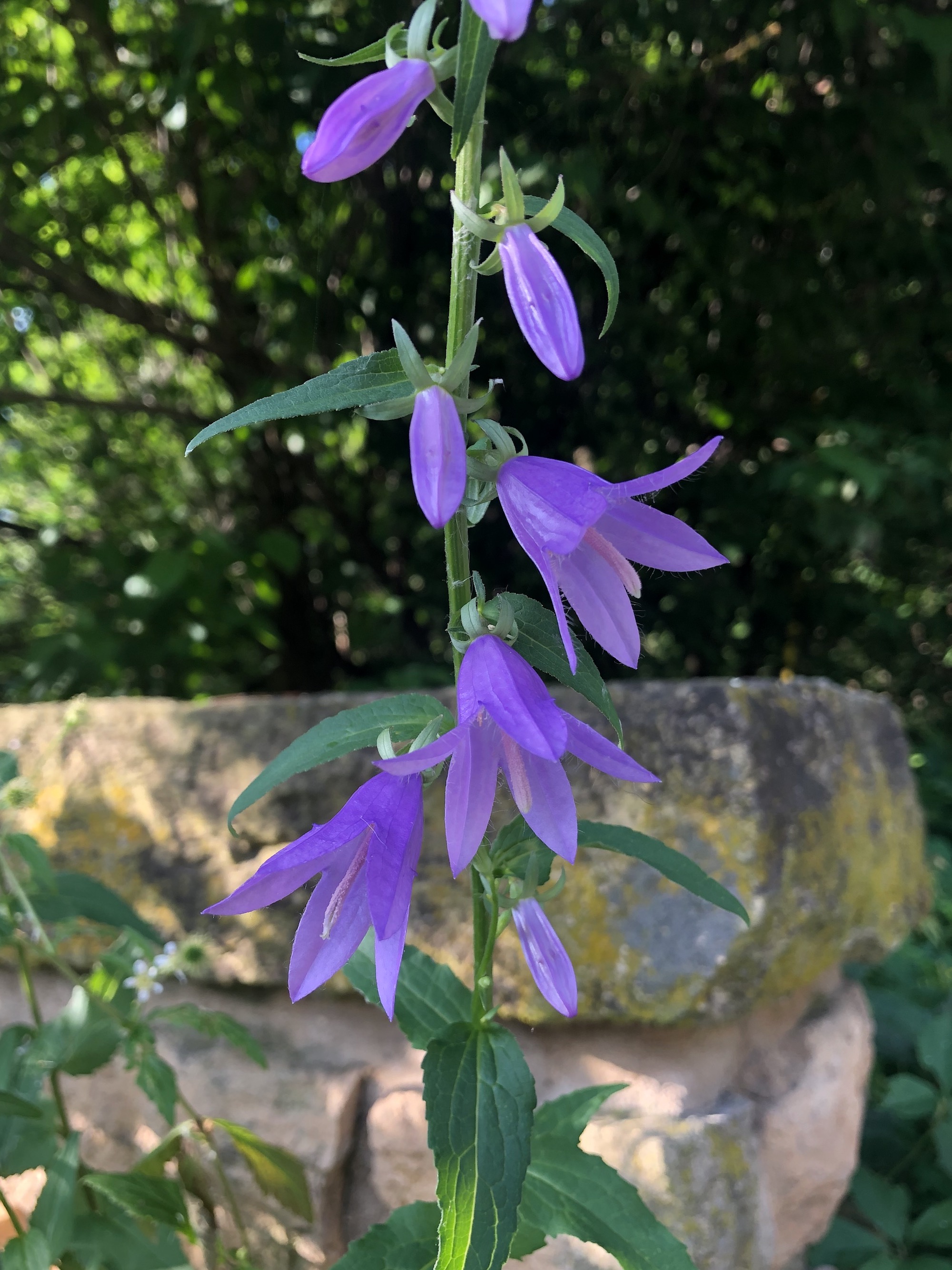 Creeping Bellflower by Duck Pond in Madison, Wisconsin on June 28, 2020.