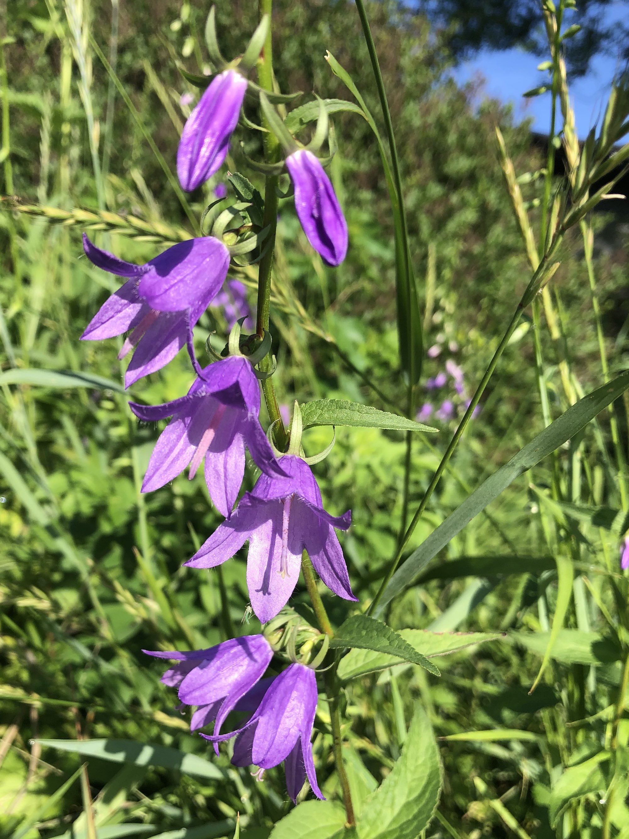 Creeping Bellflower on Manitou Way in Madison, Wisconsin on June 30, 2020.