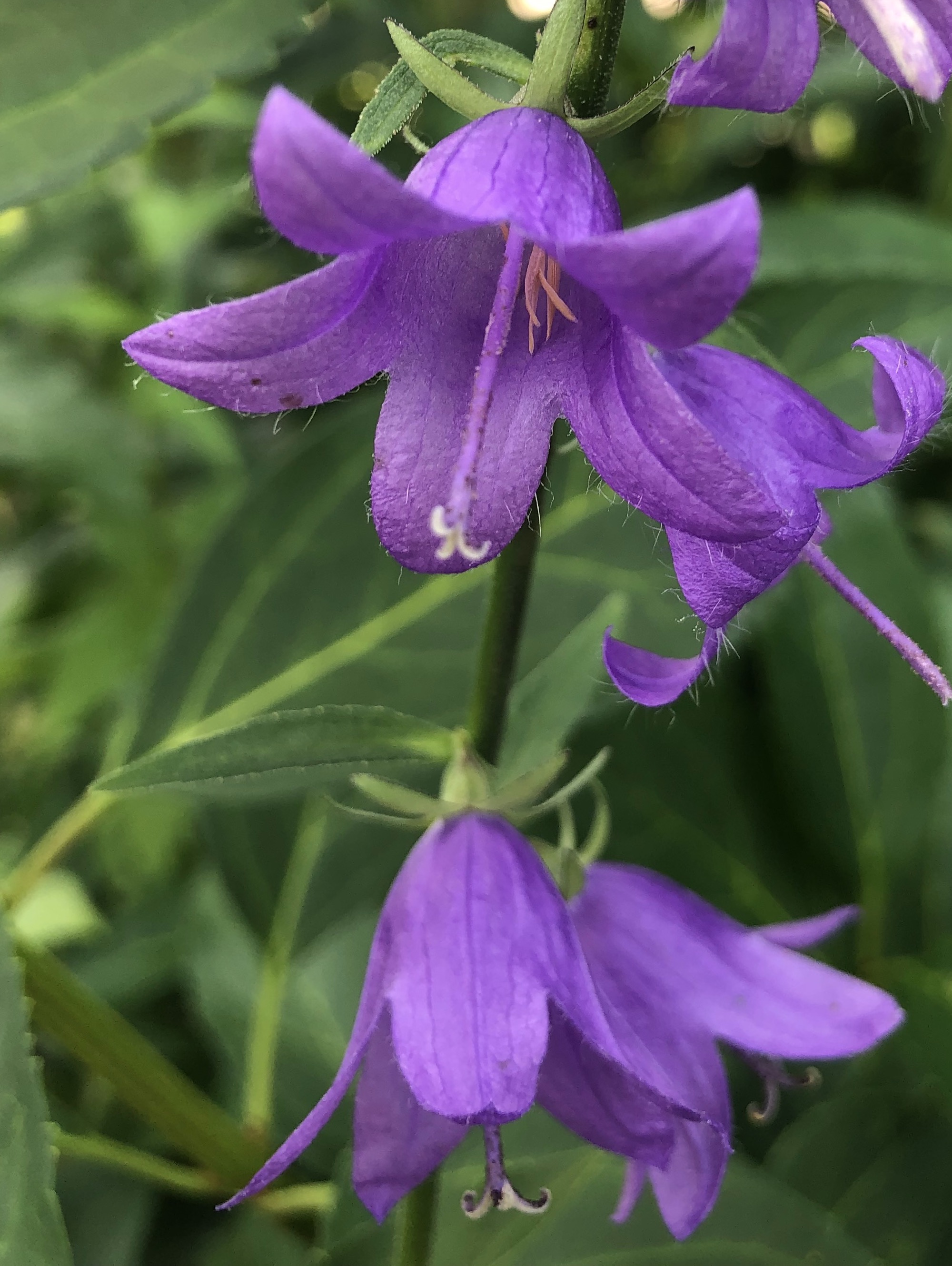 Creeping Bellflower at Thoreau in Madison, Wisconsin on July 3, 2021.