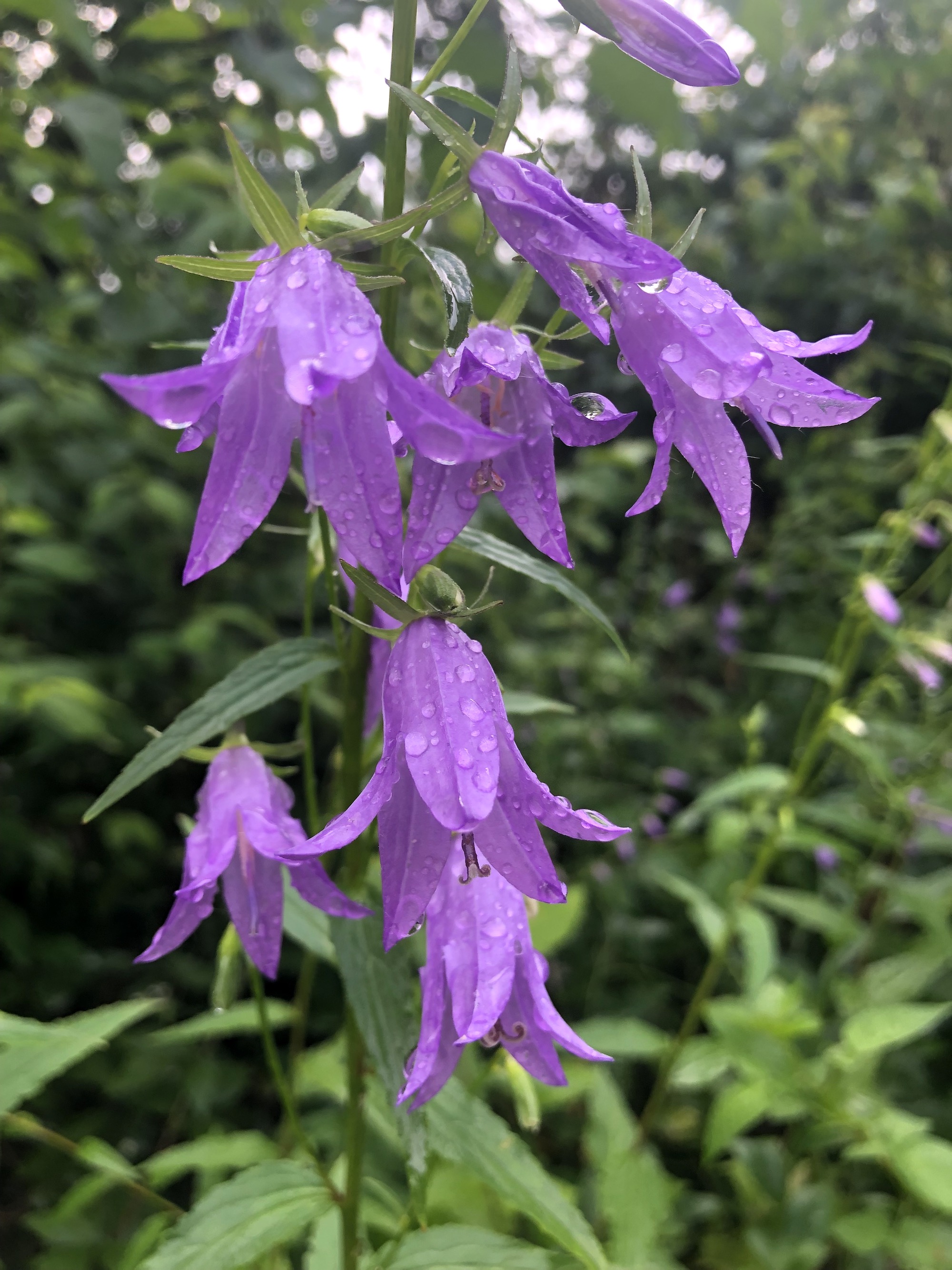 Creeping Bellflower by home in Madison, Wisconsin on July 6, 2019.