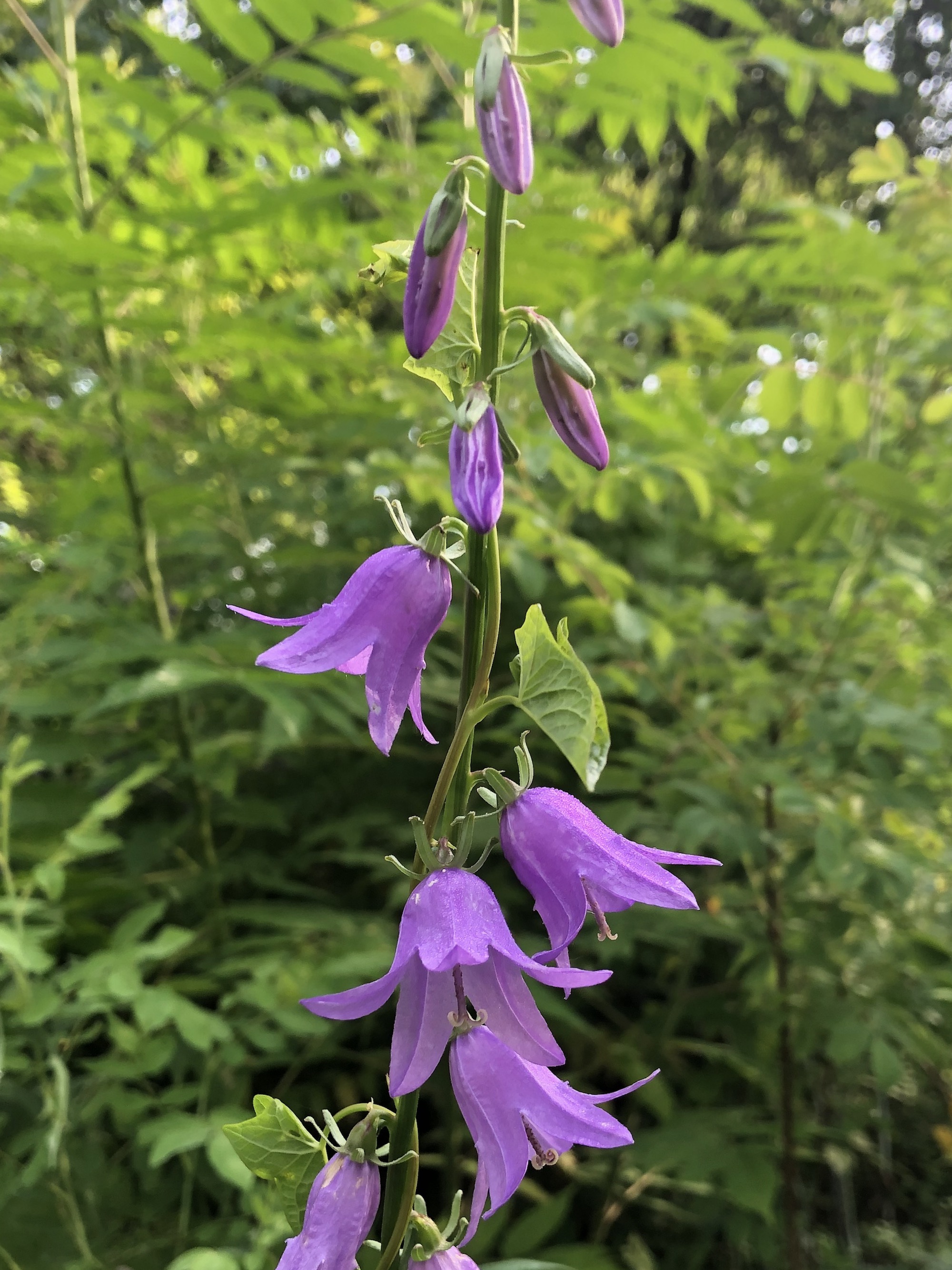 Creeping Bellflower by home in Madison, Wisconsin on July 9, 2021.