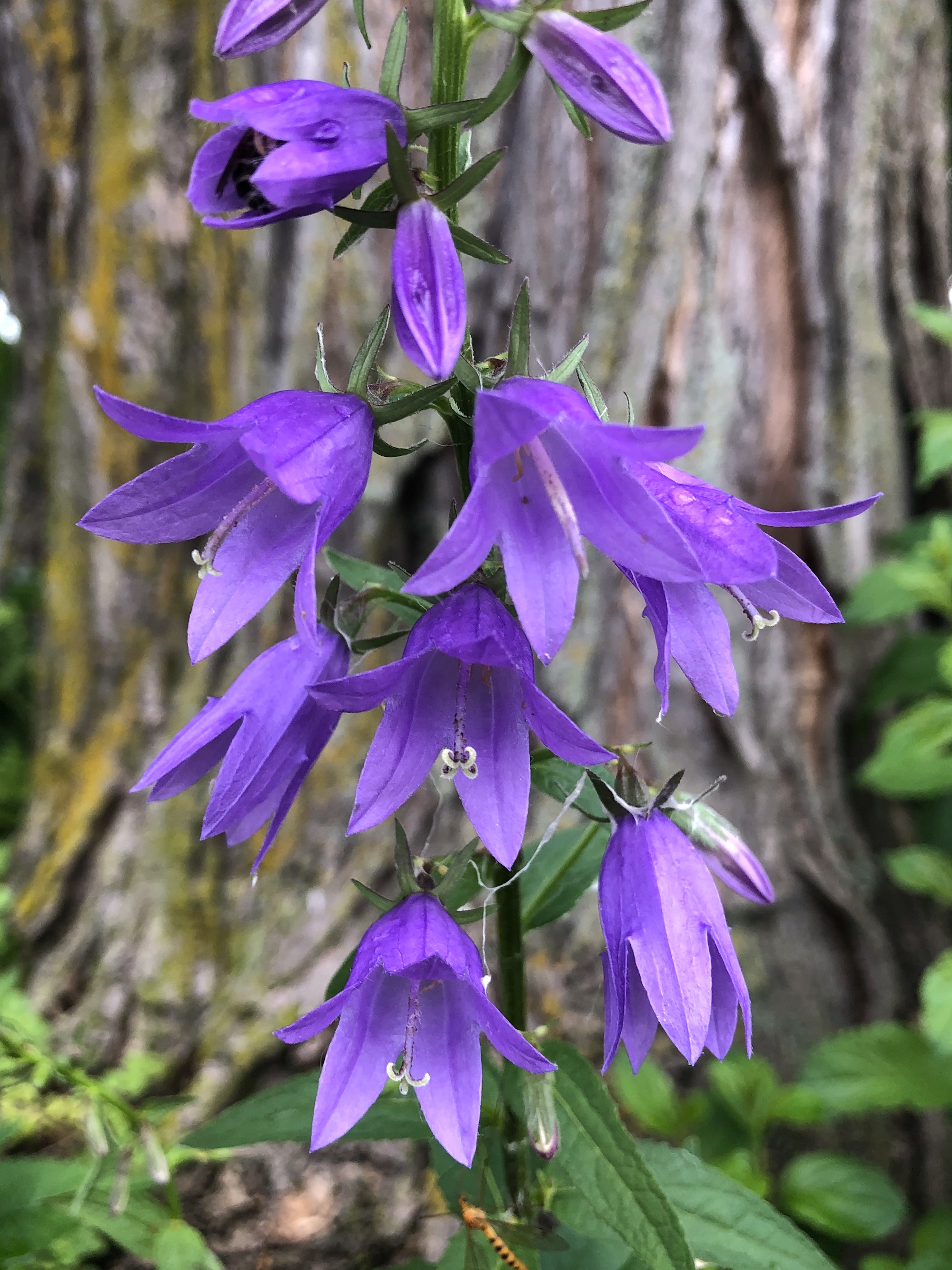 Creeping Bellflower on Manitou Way in Madison, Wisconsin on June 26, 2020.