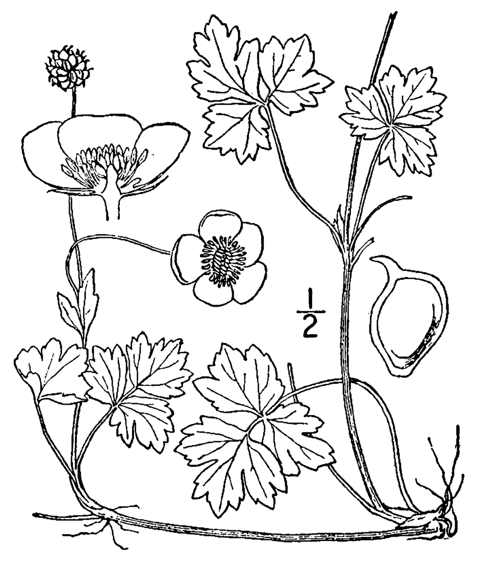 1913 Ranunculus repens botanical illustration.