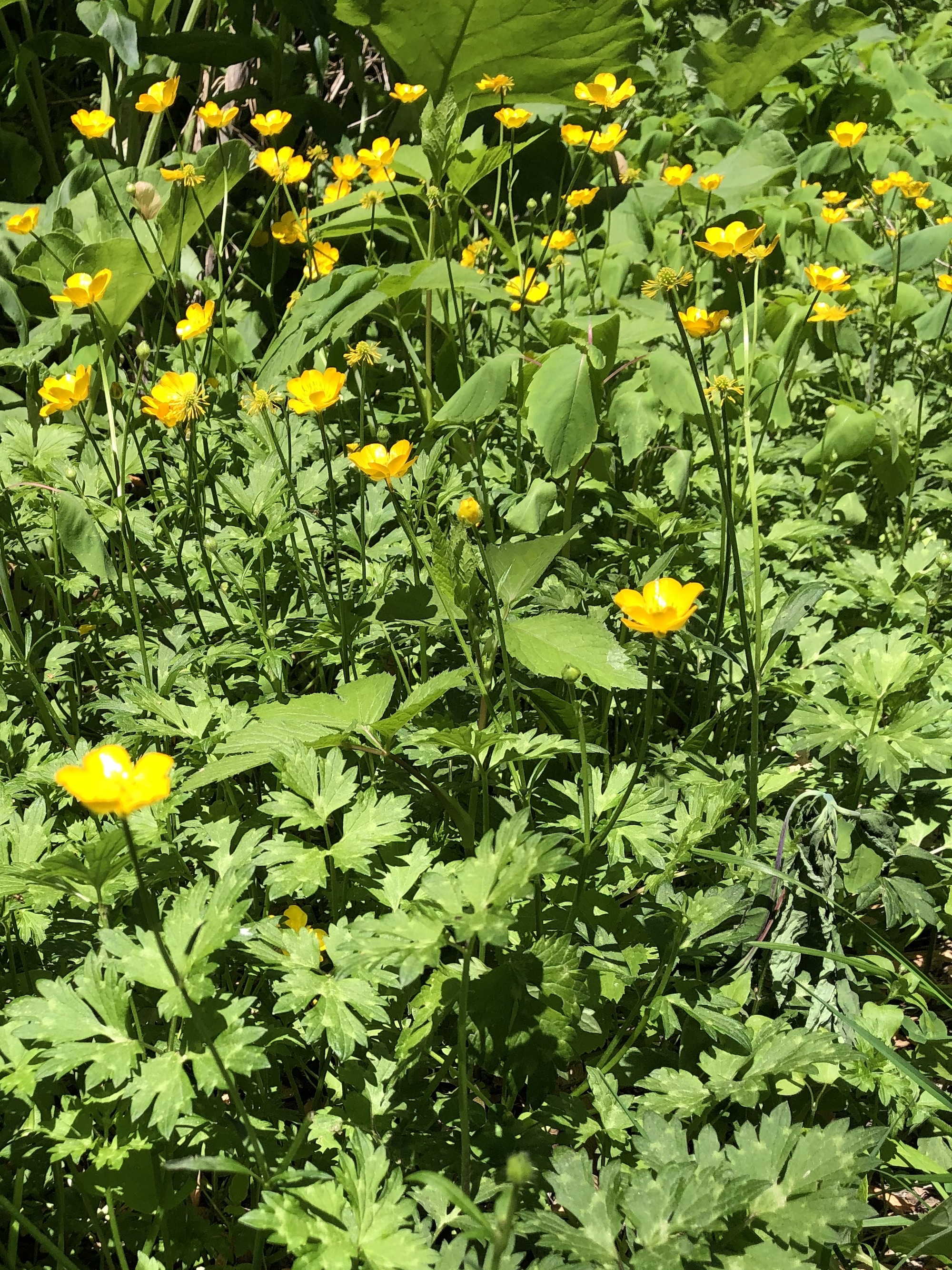 Creeping Buttercup in a grassy clearing along the bike path between Odana Road and Midvale Boulevard in Madison, Wisconsin on June 3, 2022.
