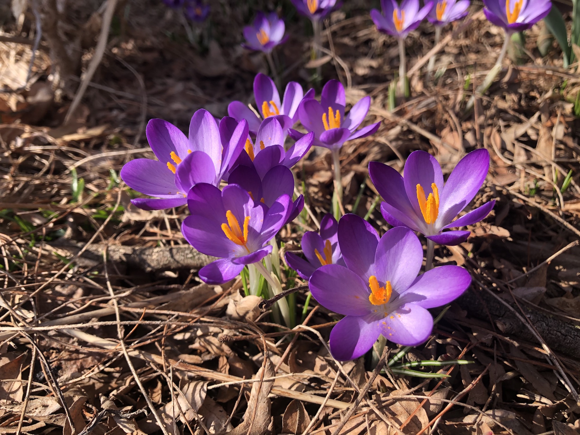 Crocus next to Thoreau Elementary wall on March 5, 2021.