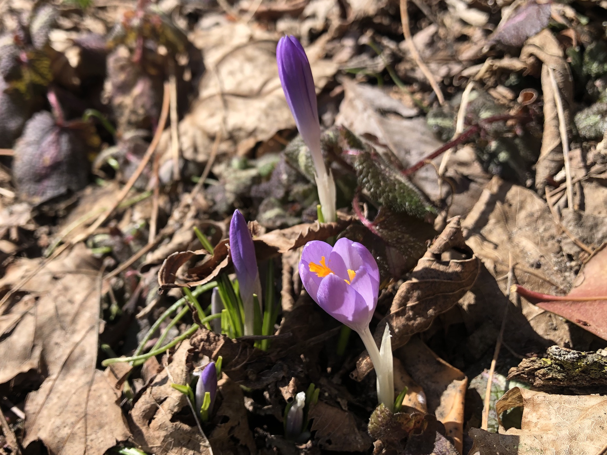 Crocus by Agawa Path in Madison, Wisconsin on March 8, 2023.
