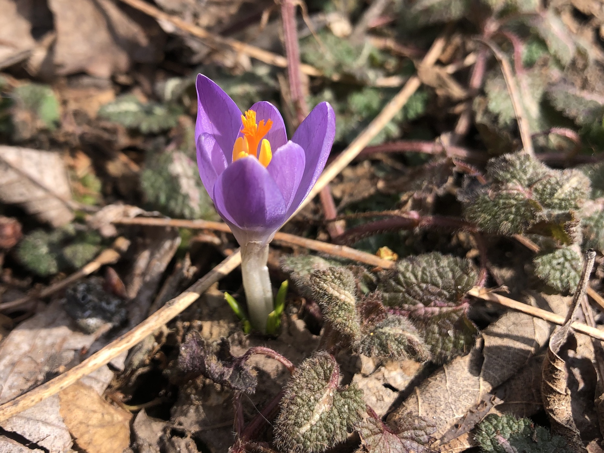 Crocus by Agawa Path in Madison, Wisconsin on March 21, 2023.