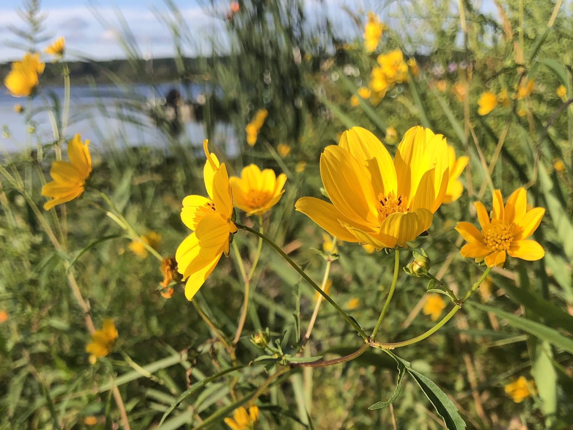 Crowned Beggarticks on shore of Lake Wingra in Wingra Park in Madison, Wisconsin on August 29, 2020.
