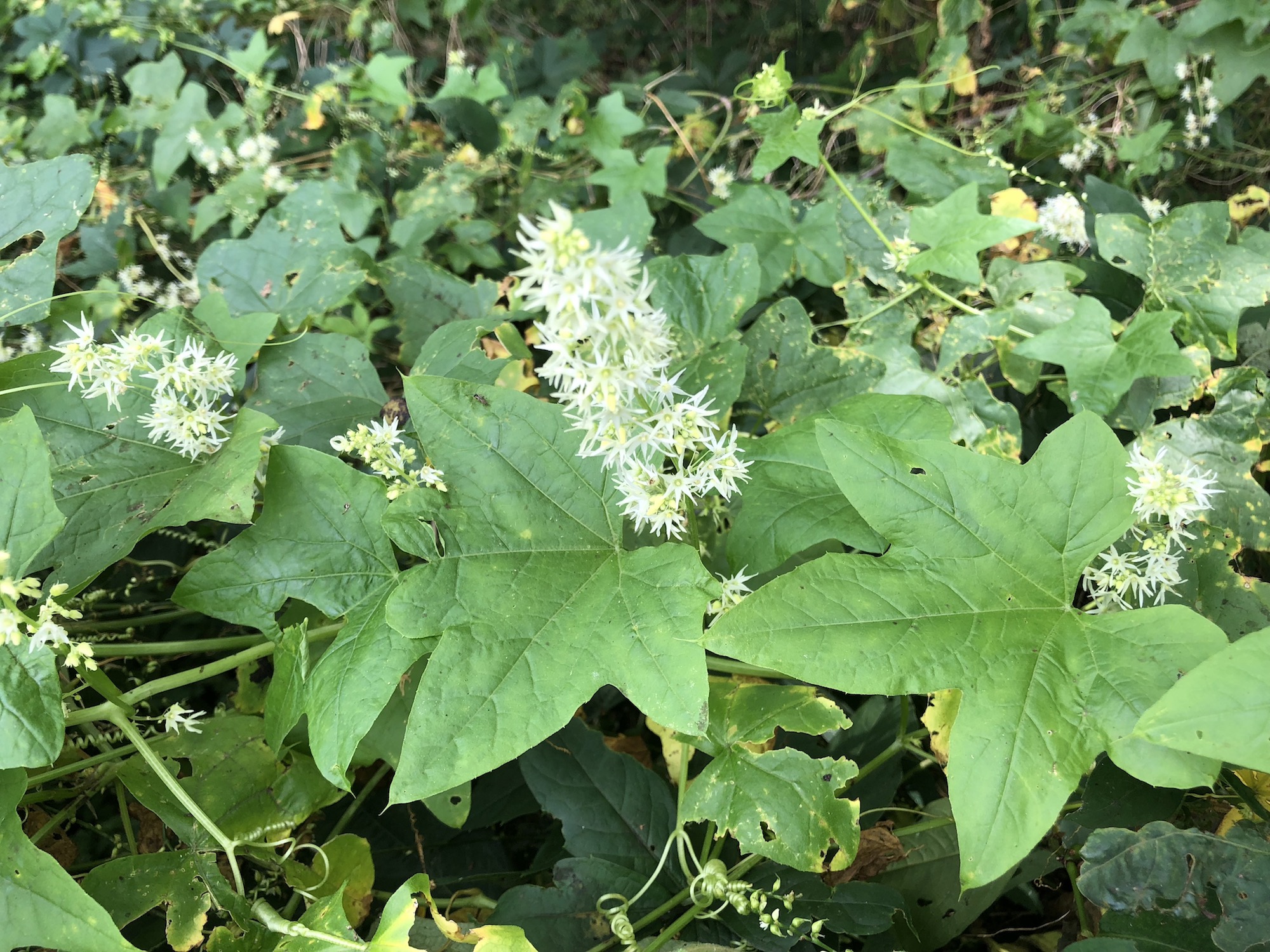 Wild Cucumber at edge of woods on Arbor Drive in Madison, Wisconsin on August 28, 2018.