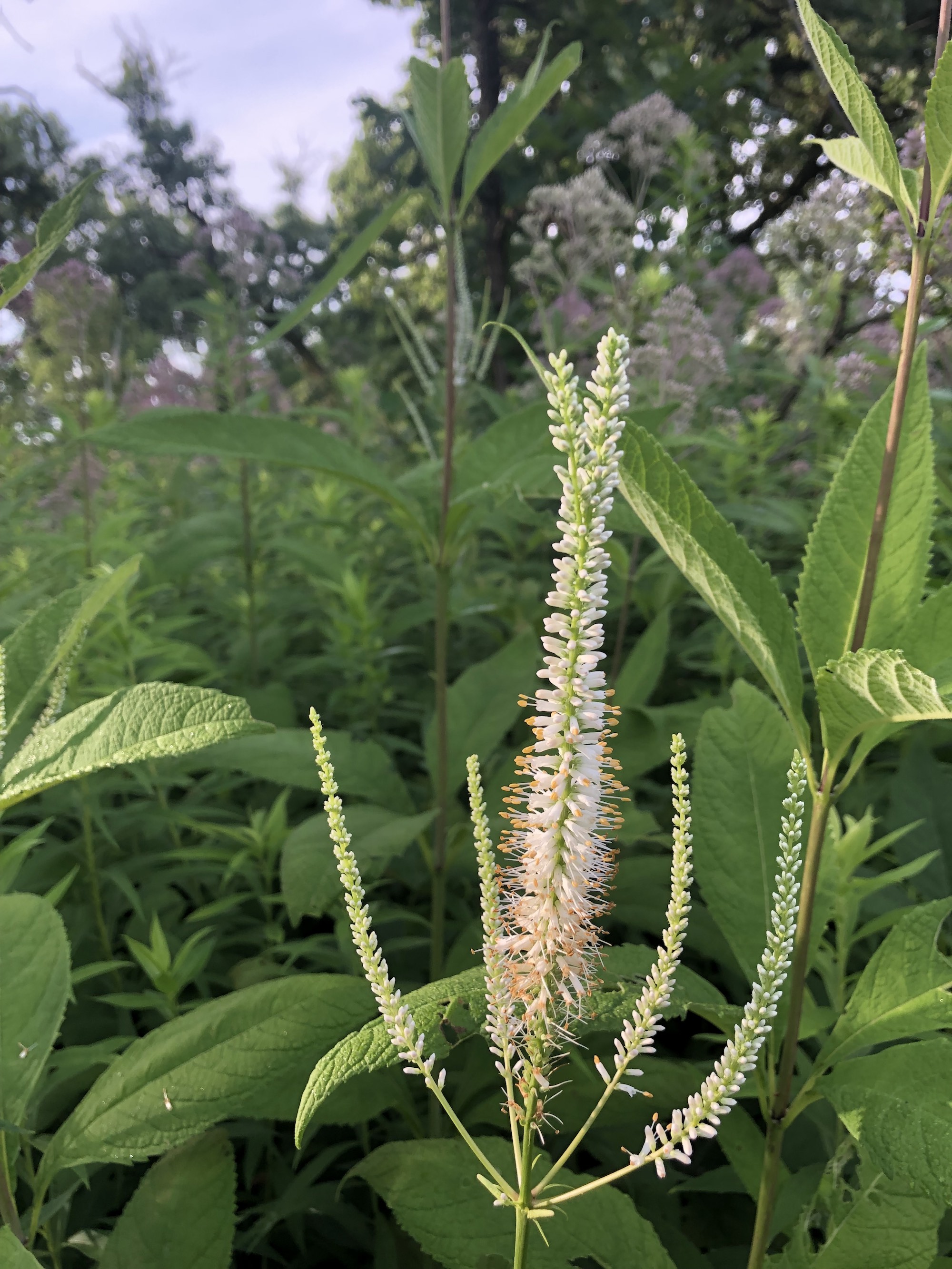 Culver's Root in Oak Savanna in Madison, Wisconsin on July 9, 2021.