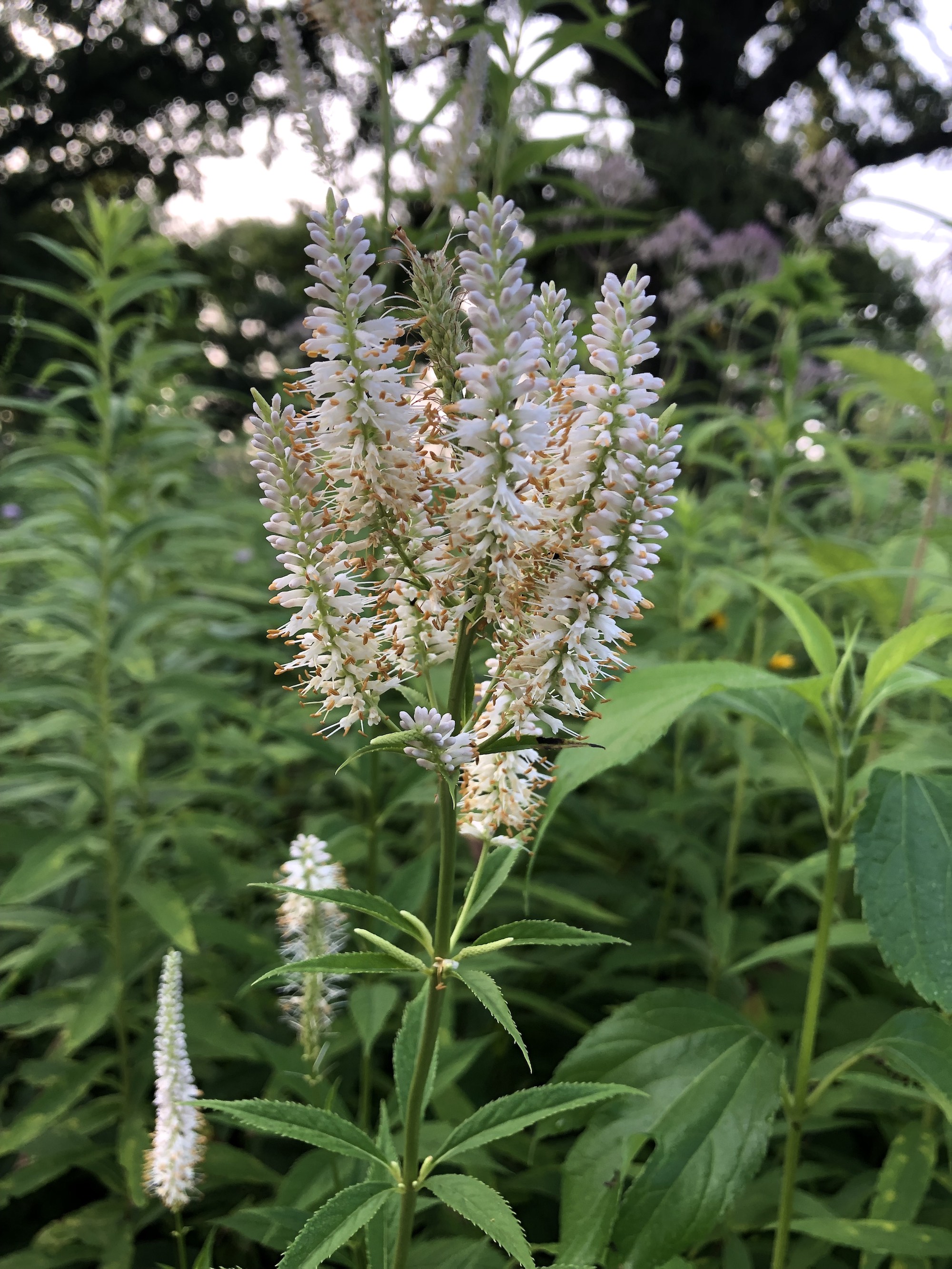 Culver's Root in Oak Savanna in Madison, Wisconsin on July 24, 2019.
