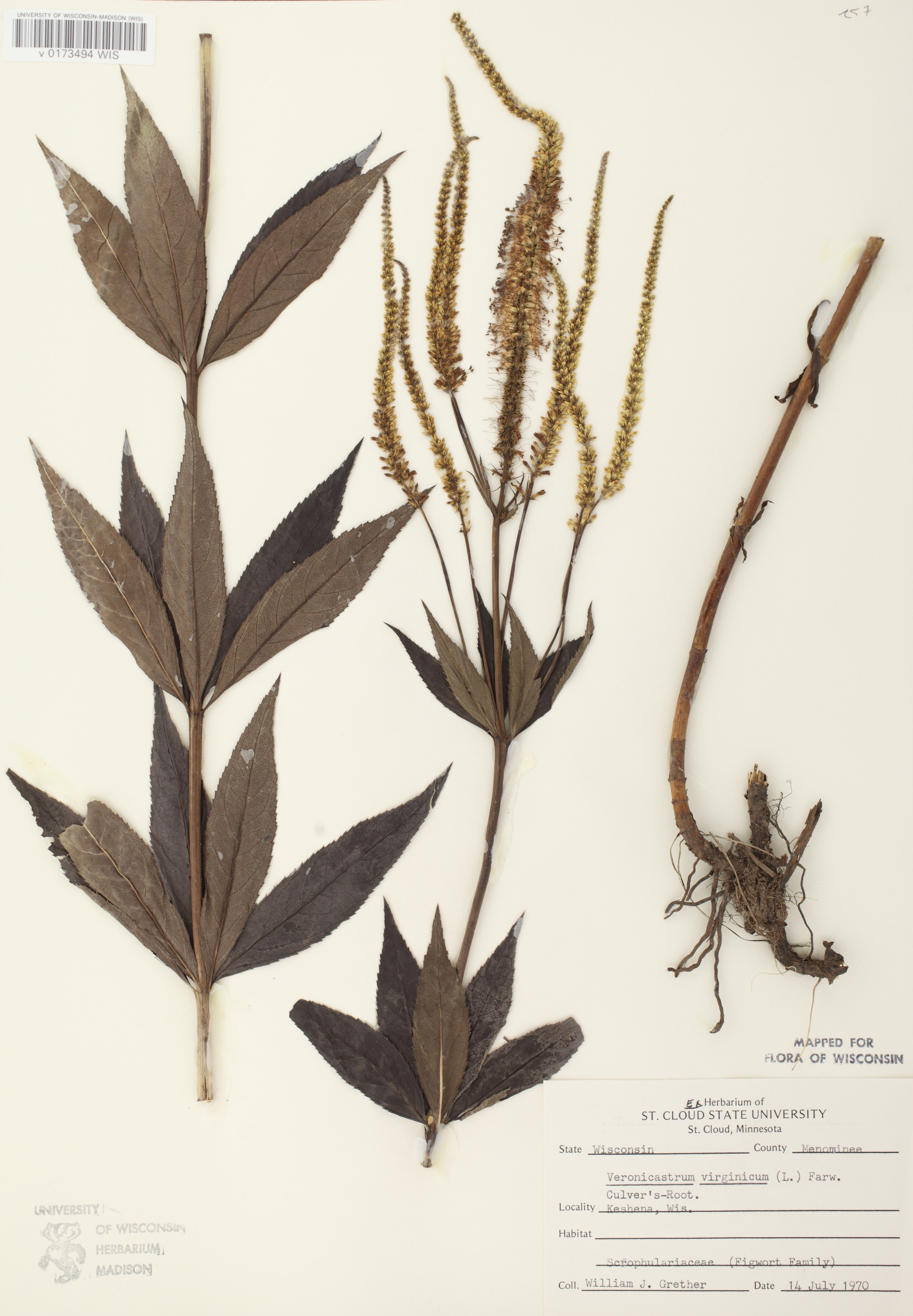 Culver's Root specimen collected on July 14, 1970 in Keshena in Menominee County.