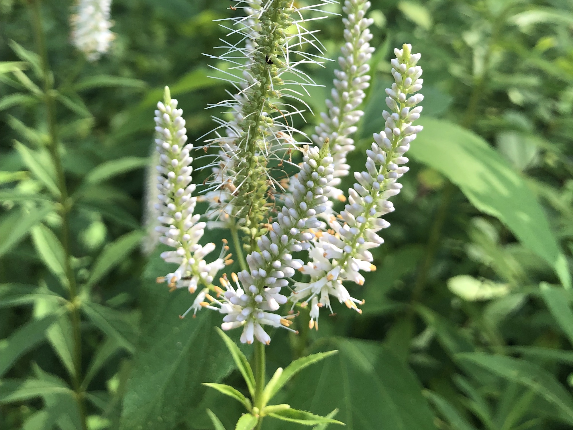 Culver's Root in Oak Savanna in Madison, Wisconsin on July 23, 2019.