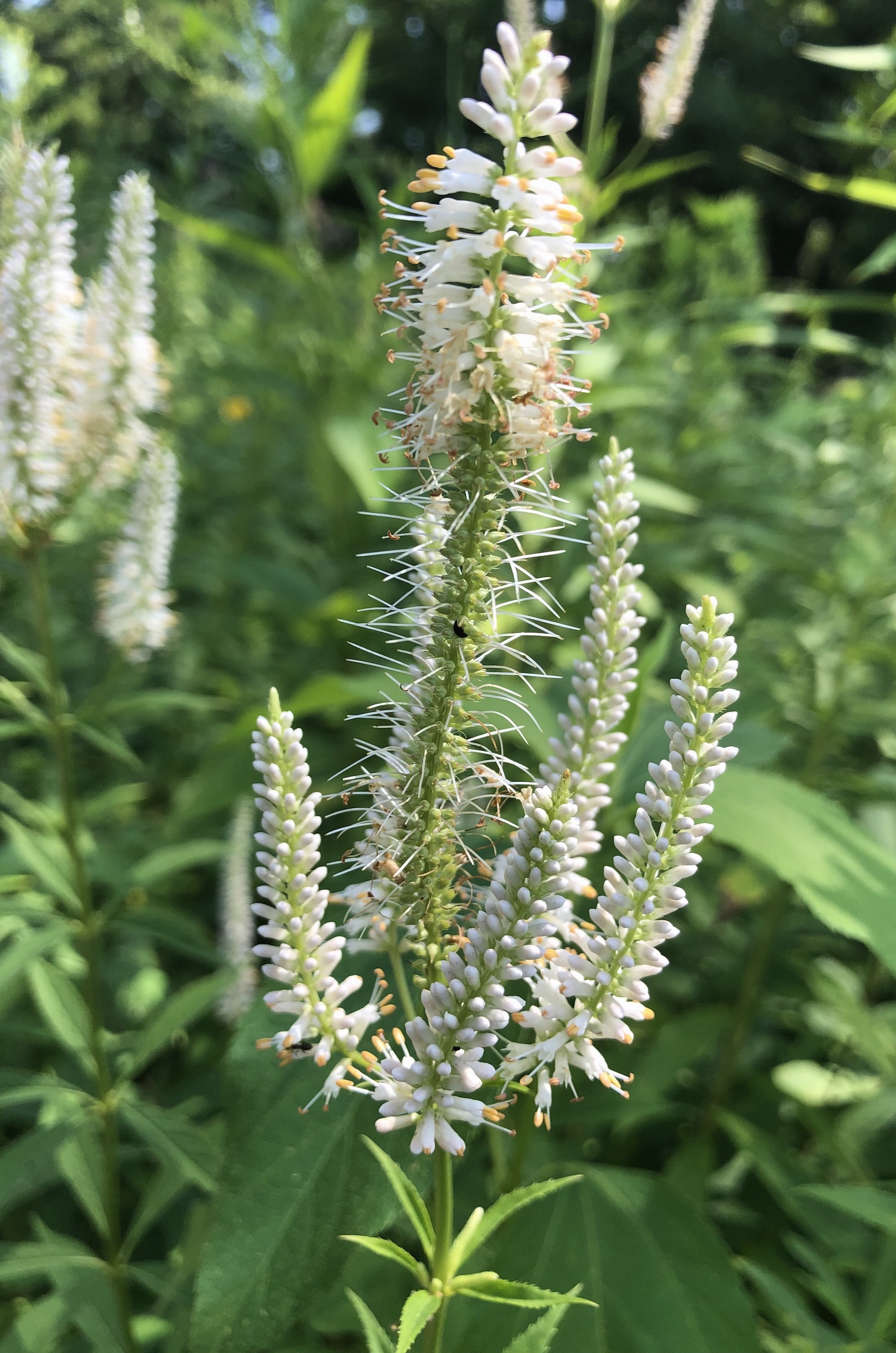 Culver's Root in Oak Savanna in Madison, Wisconsin on July 23, 2019.