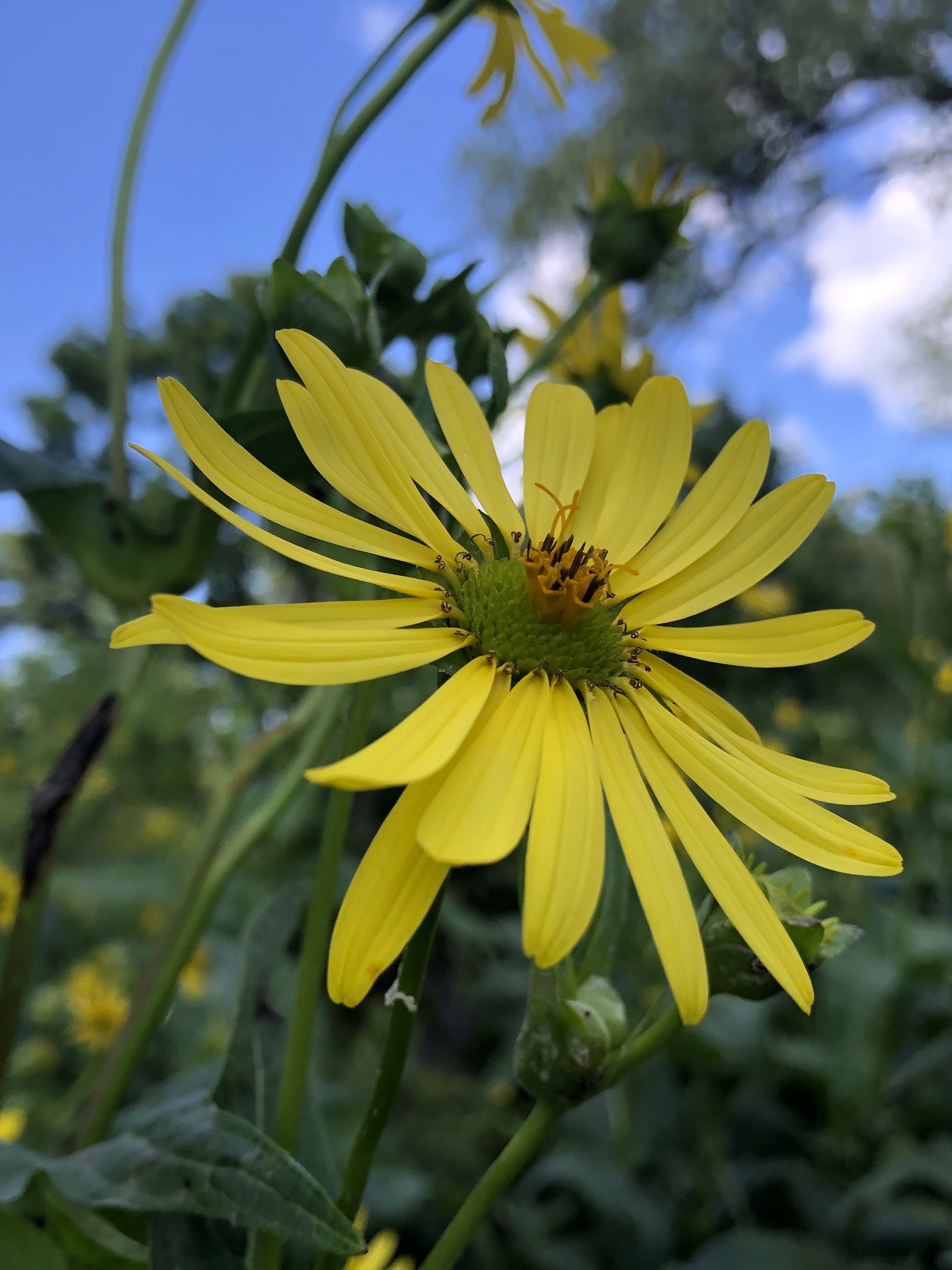 Cup Plant in Marion Dunn Prairie on August 4, 2019.