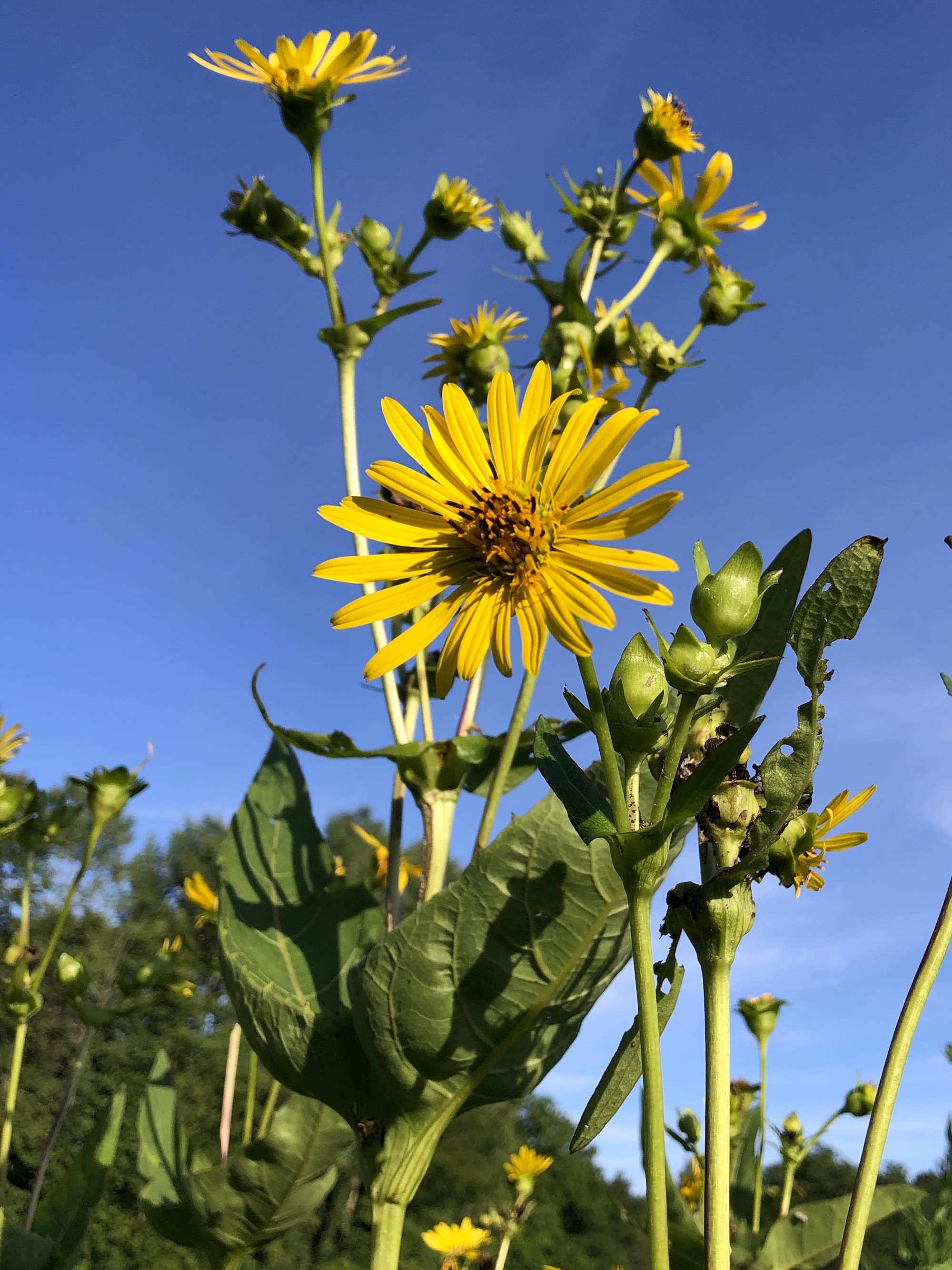 Cup Plant in Marion Dunn Prairie on  July 31, 2019.