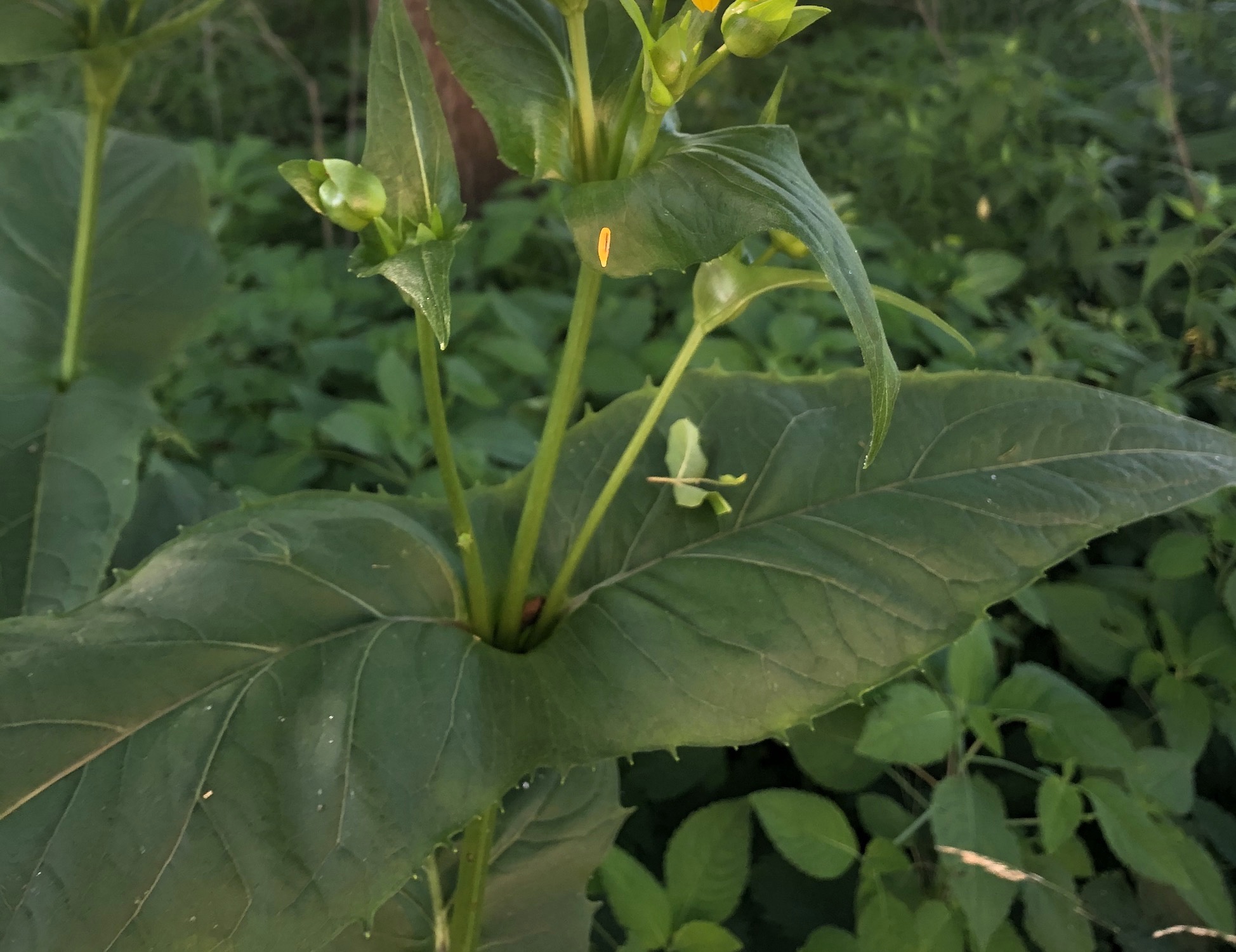 Cup Plant at edge of woods between Marion Dunn and Oak Savanna in Madison, Wisconsin on July 5, 2020.