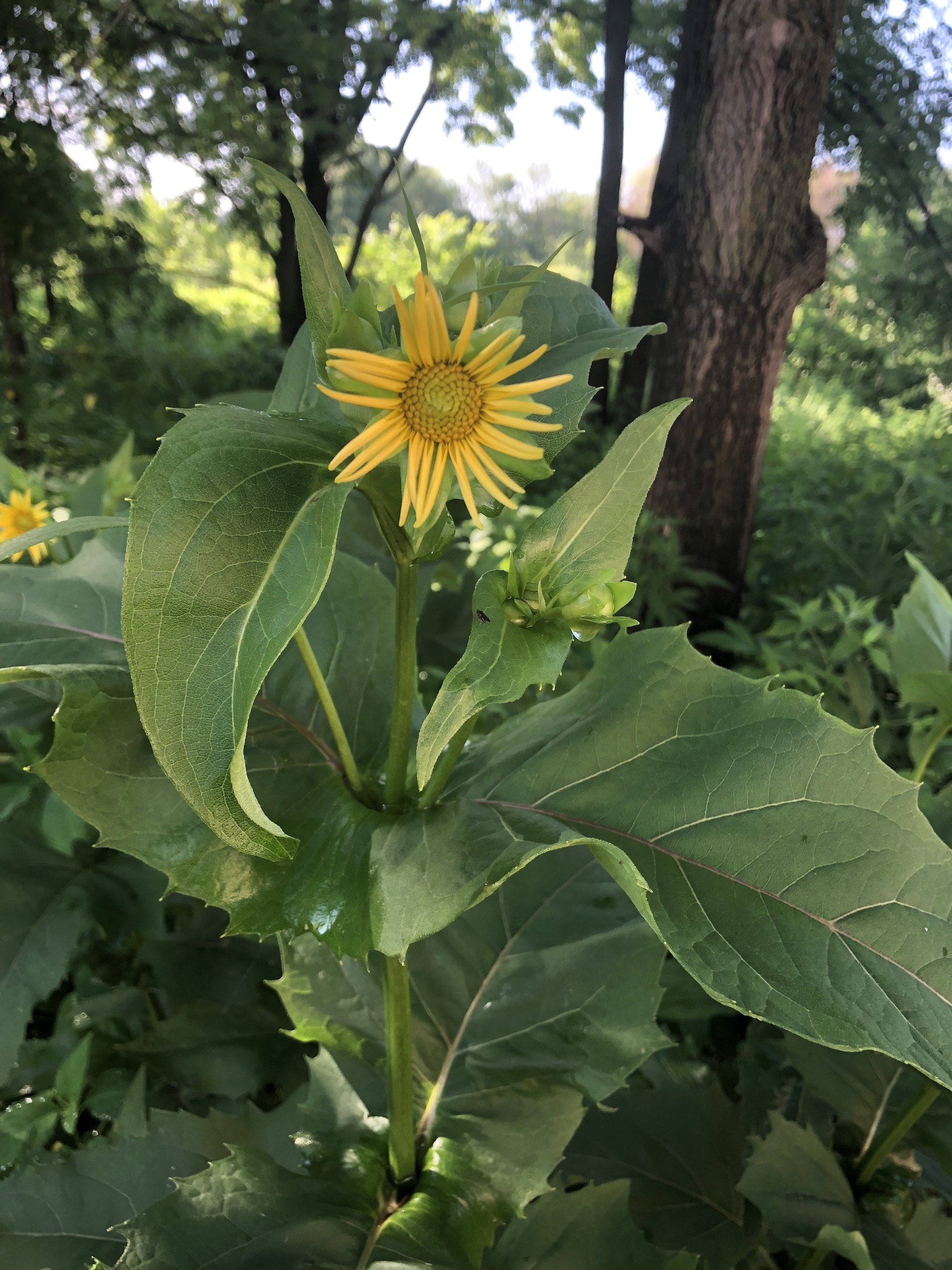 Cup Plant at edge of woods between Marion Dunn and Oak Savanna on July 4, 2019.