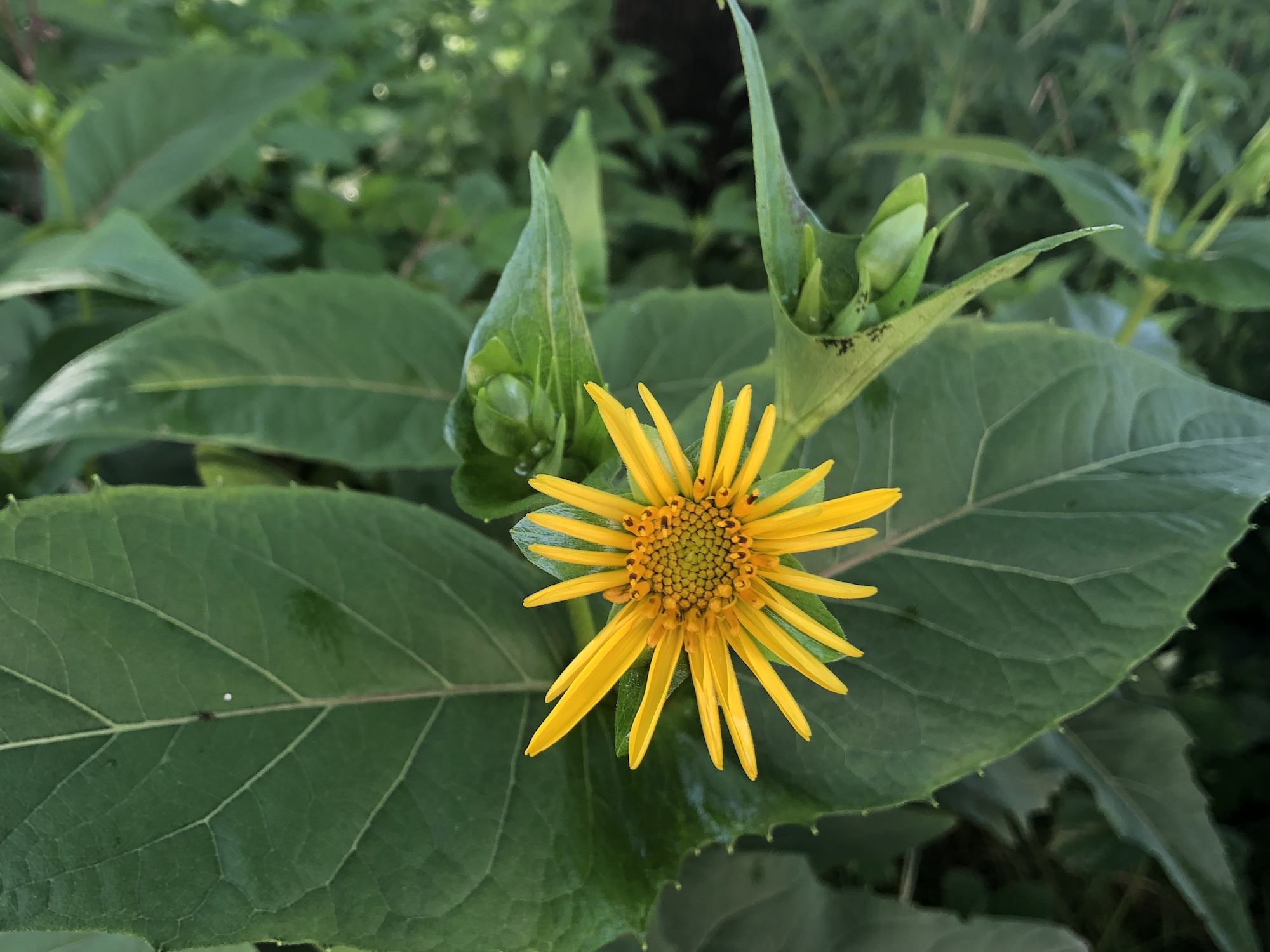 Cup Plant at edge of woods between Marion Dunn and Oak Savanna in Madison, Wisconsin on July 4, 2019.