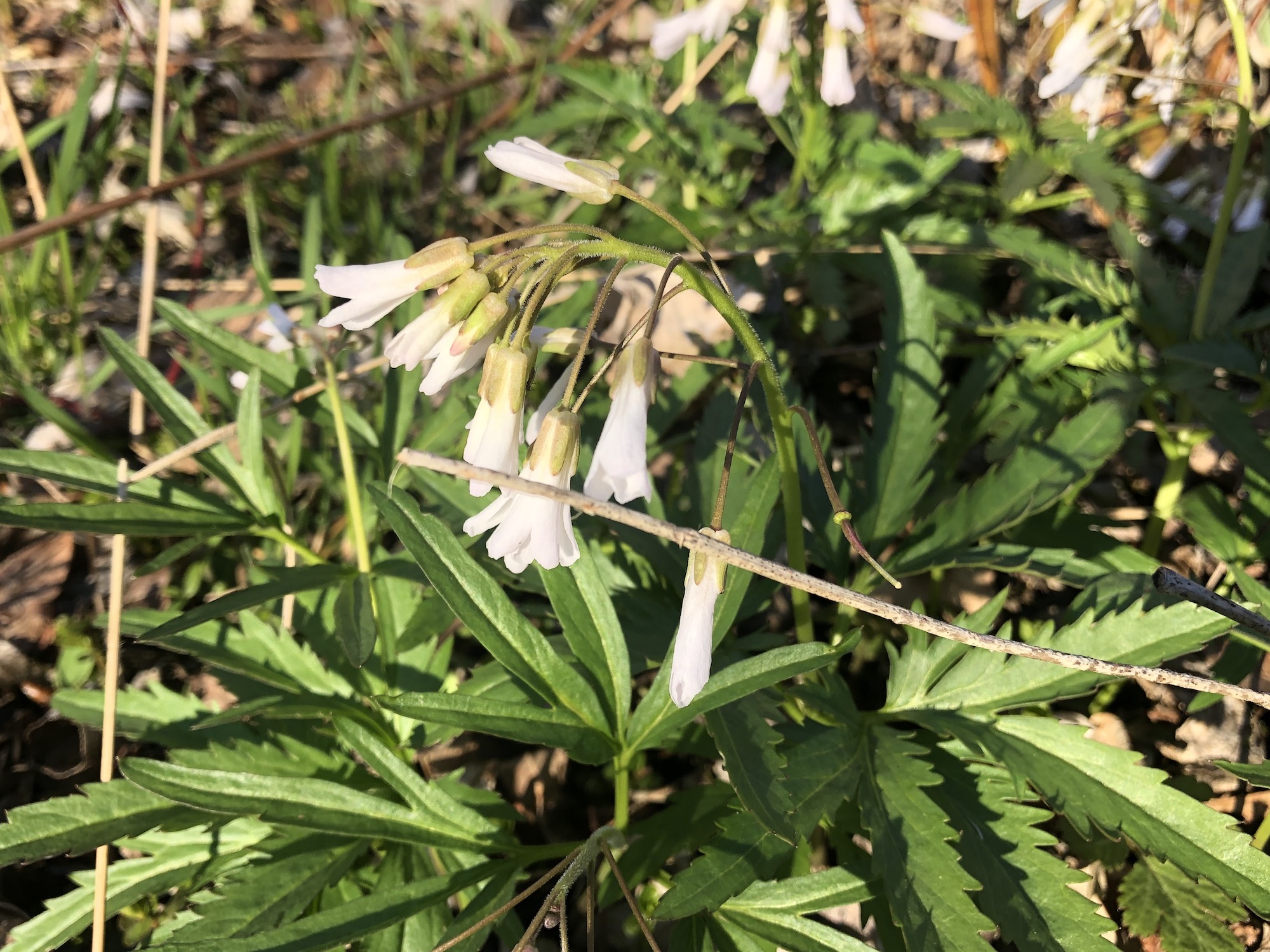 Cutleaf Toothwort in Oak Savanna by Council Ring in Madison, Wisconsin on April 18, 2020.