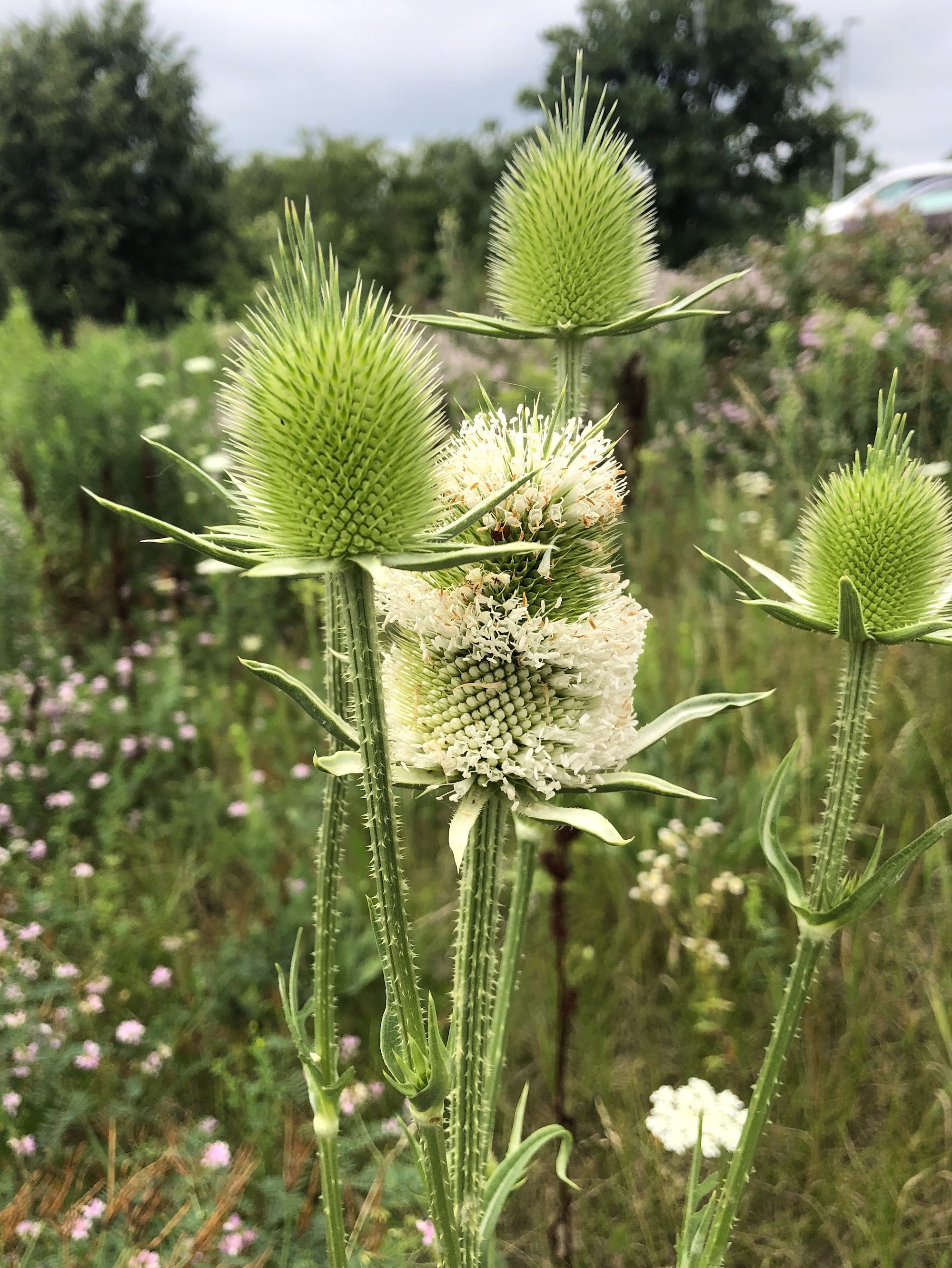 Cutleaf Teasel in wild area between GHC Hatchery Hill Clinic parking lot and Cahill Main Road in Madison, Wisconsin on July 13, 2021.