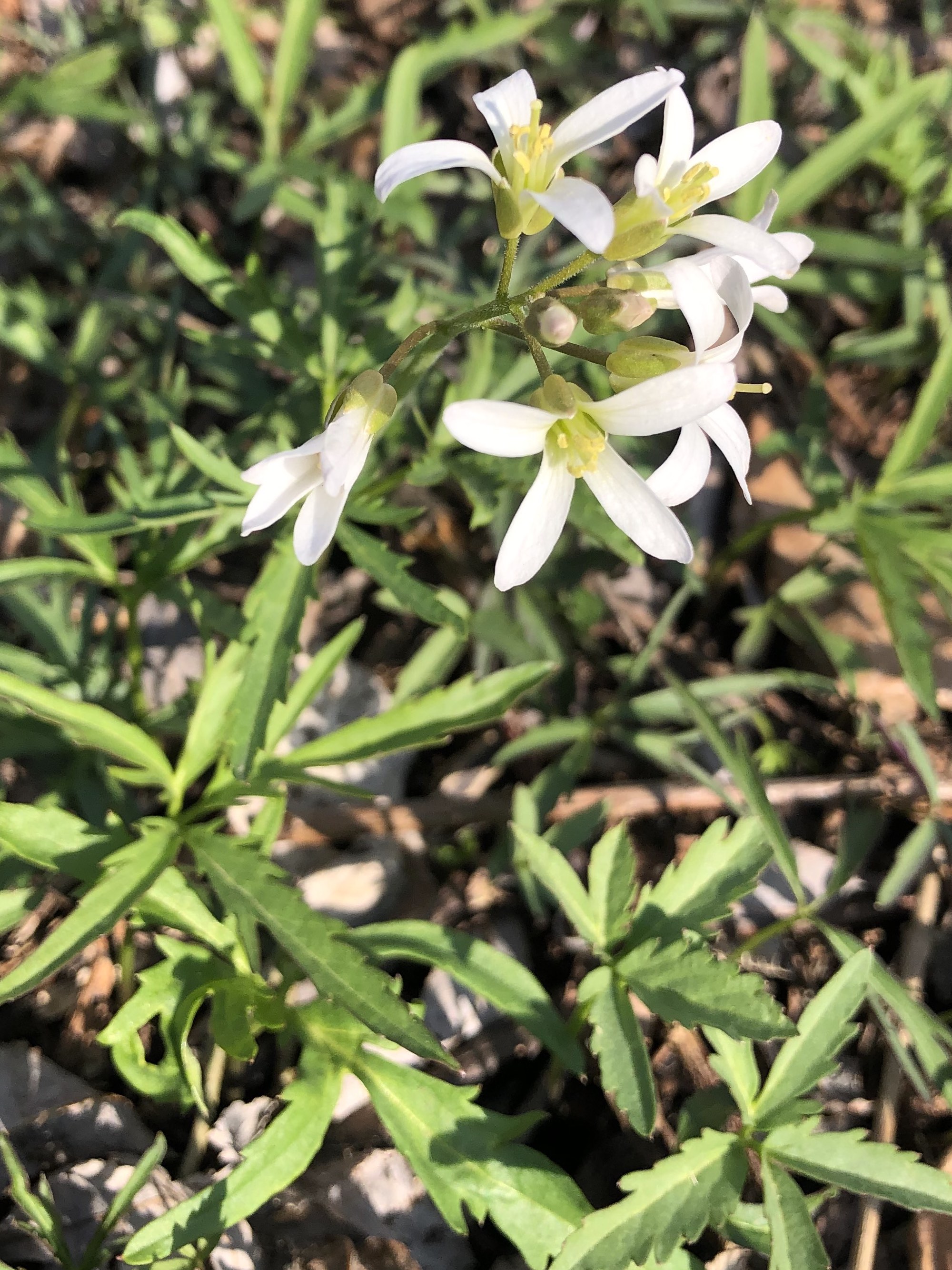 Cutleaf Toothwort in Oak Savanna by Council Ring in Madison, Wisconsin on April 3, 2021.