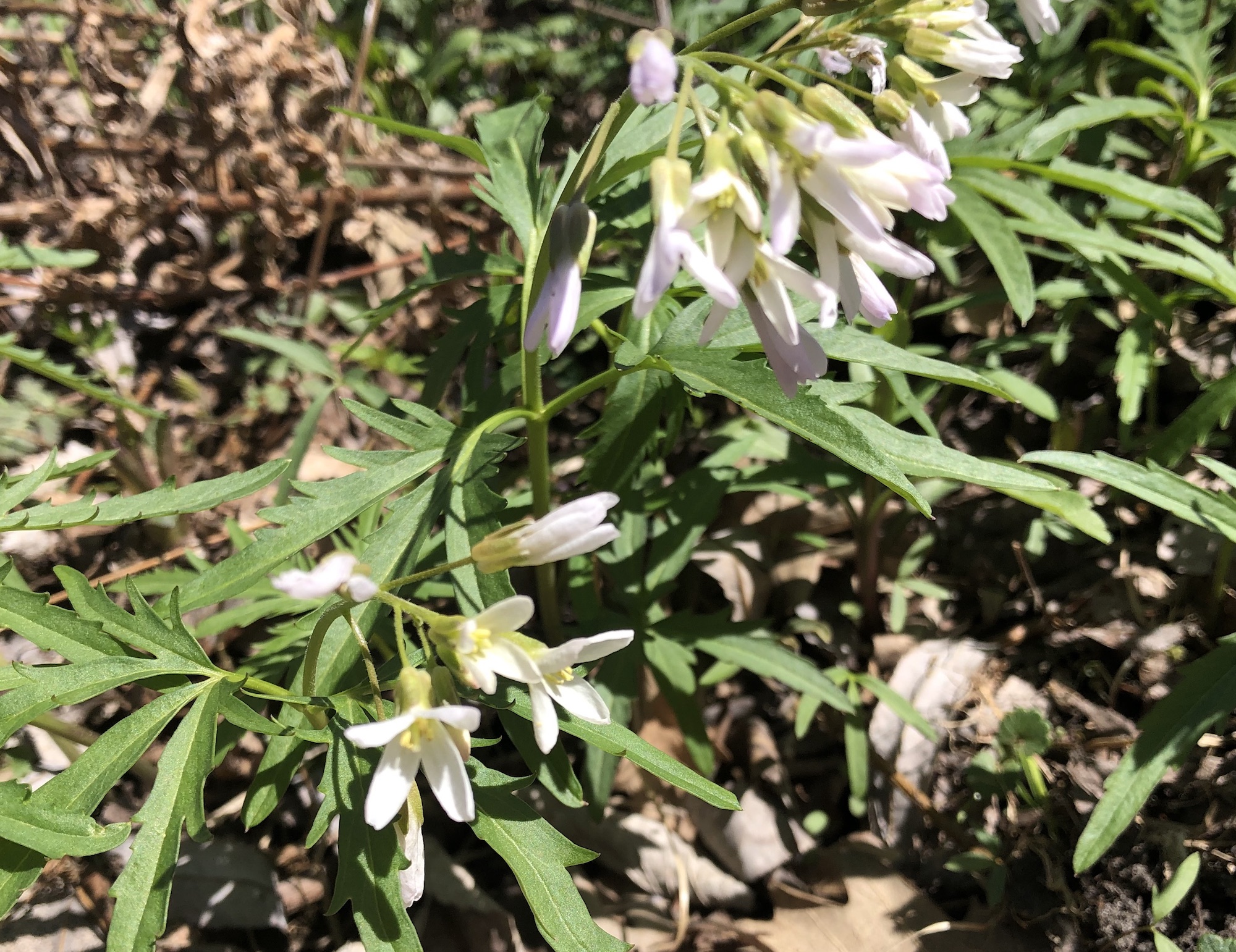 Cutleaf Toothwort near Council Ring Spring on April 15, 2019.