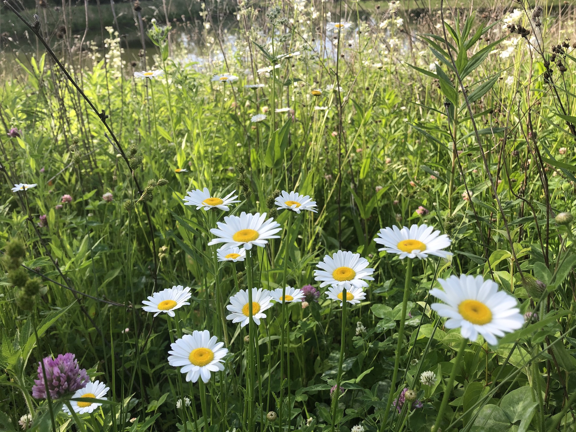 Ox-eye Daisies on bank of retaining pond in Madison, Wisconsin on June 8, 2020.