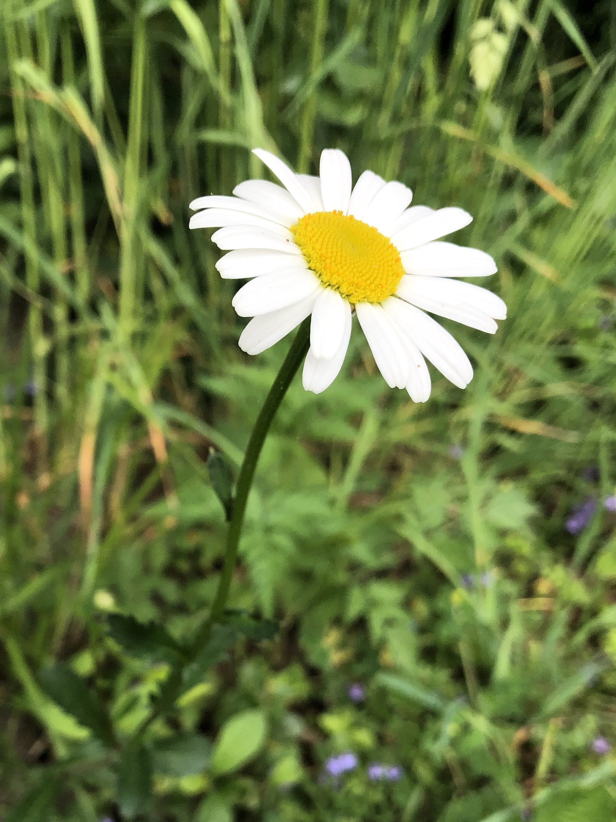 Ox-eye Daisies on bank of retaining pond in Madison, Wisconsin on June 12, 2020.
