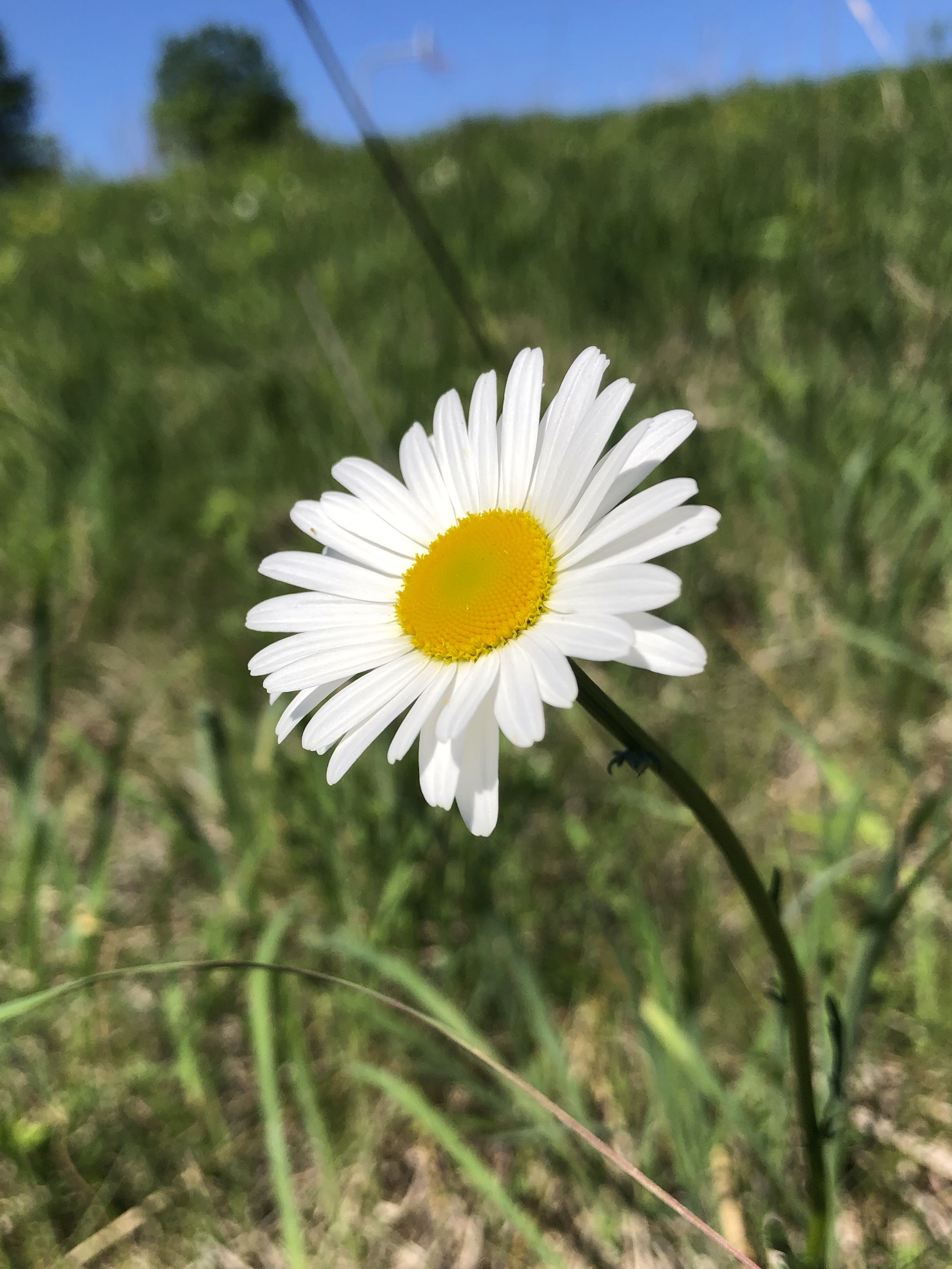 Ox-eye Daisies near Pasque Flower Hill in Madison, Wisconsin on May 26, 2021.