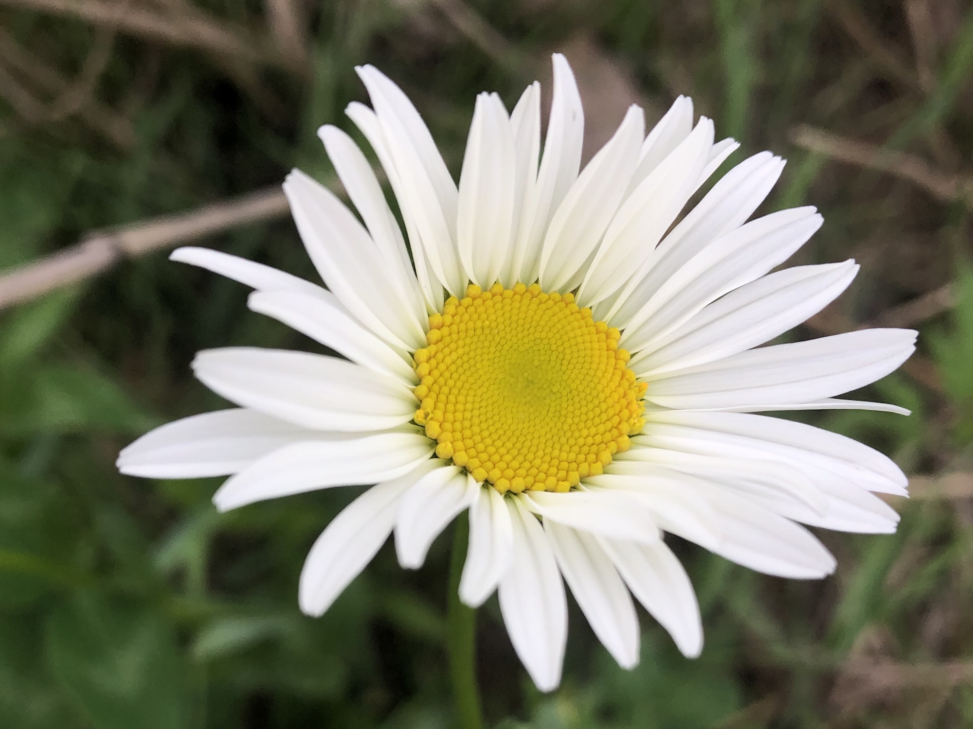 Ox-eye Daisy on bank of retaining pond in Madison, Wisconsin on June 1, 2020.