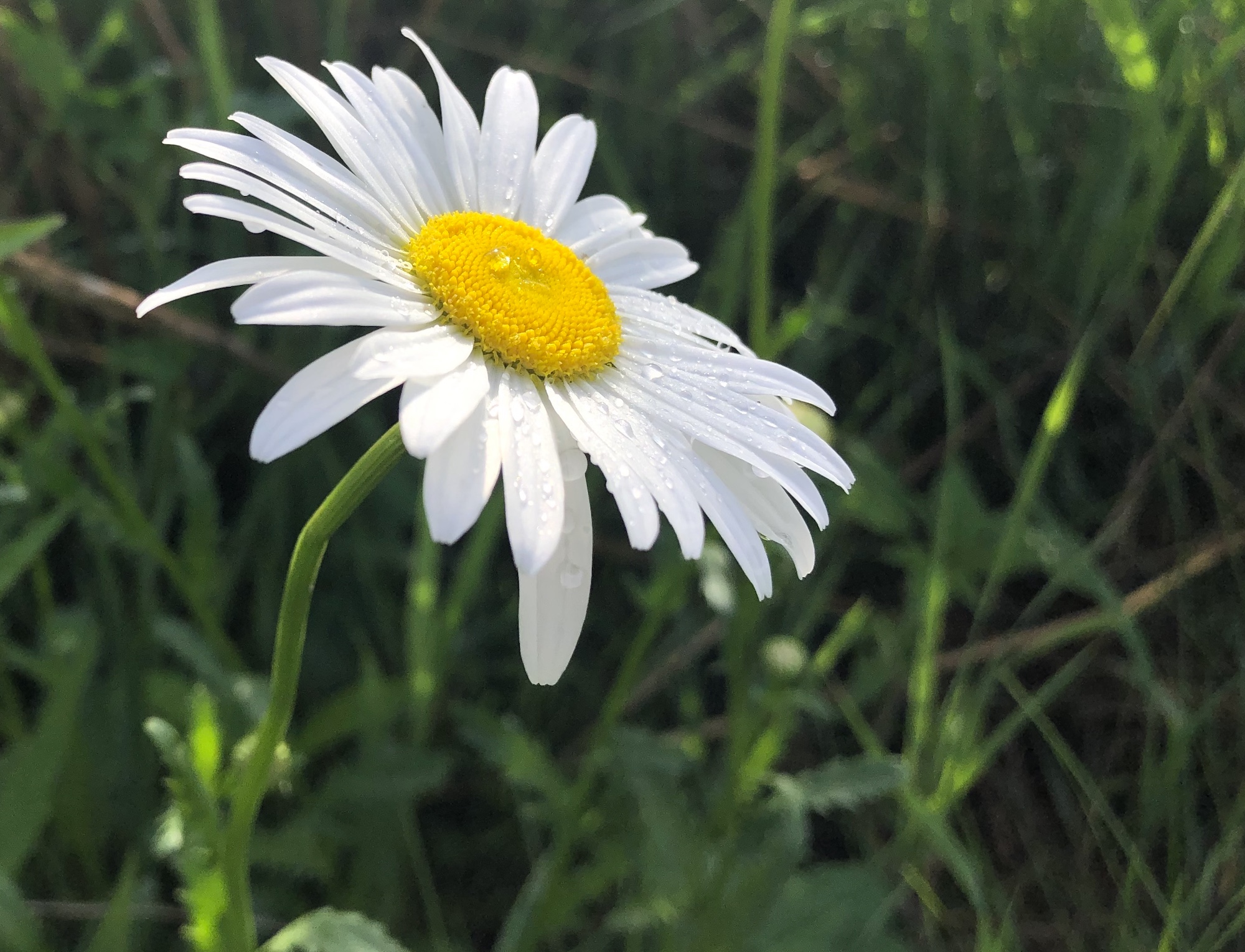 Ox-eye Daisy on bank of retaining pond in Madison, Wisconsin on June 03, 2020.
