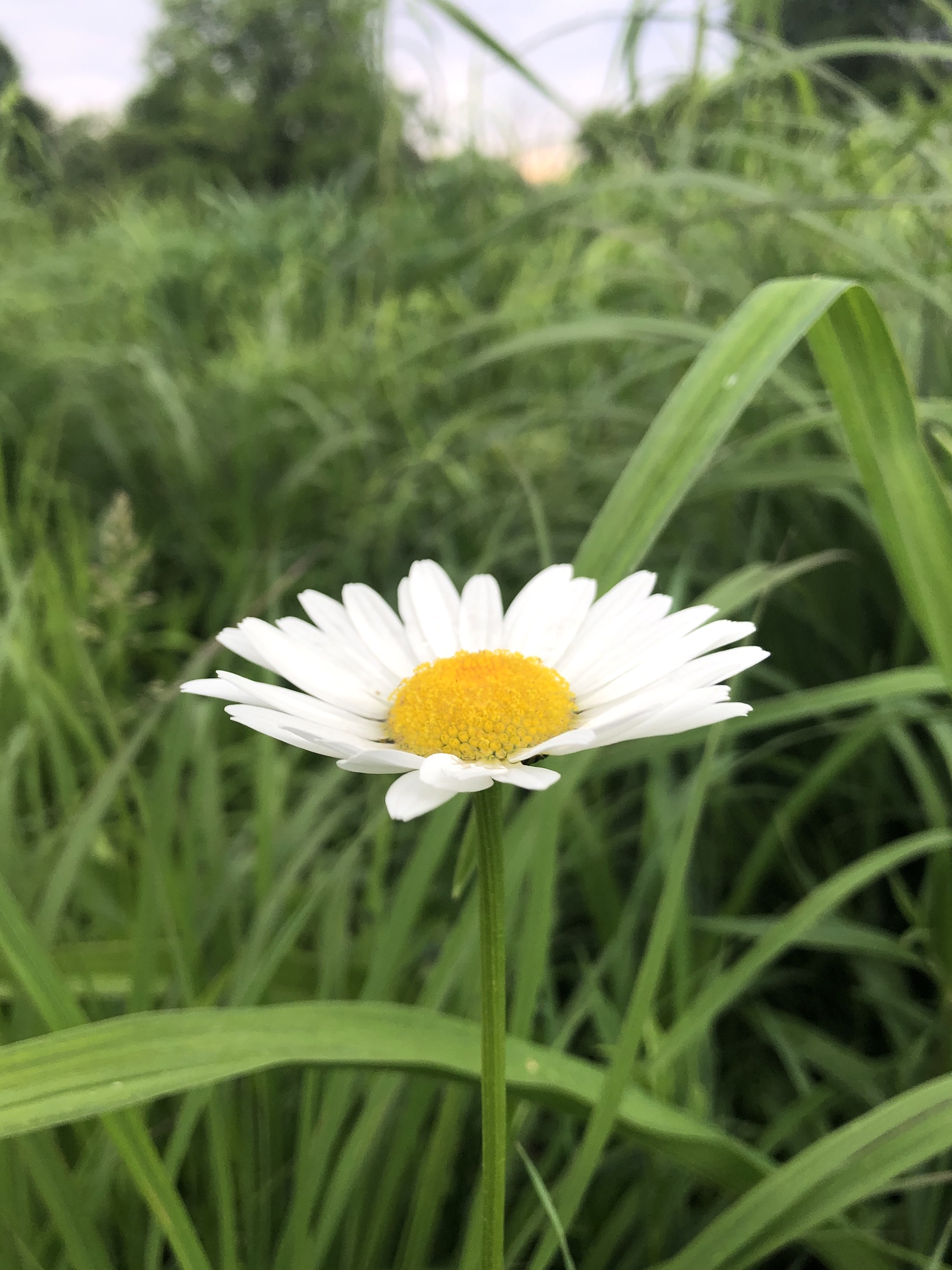 Ox-eye Daisy on bank of retaining pond in Madison, Wisconsin on June 4, 2021.