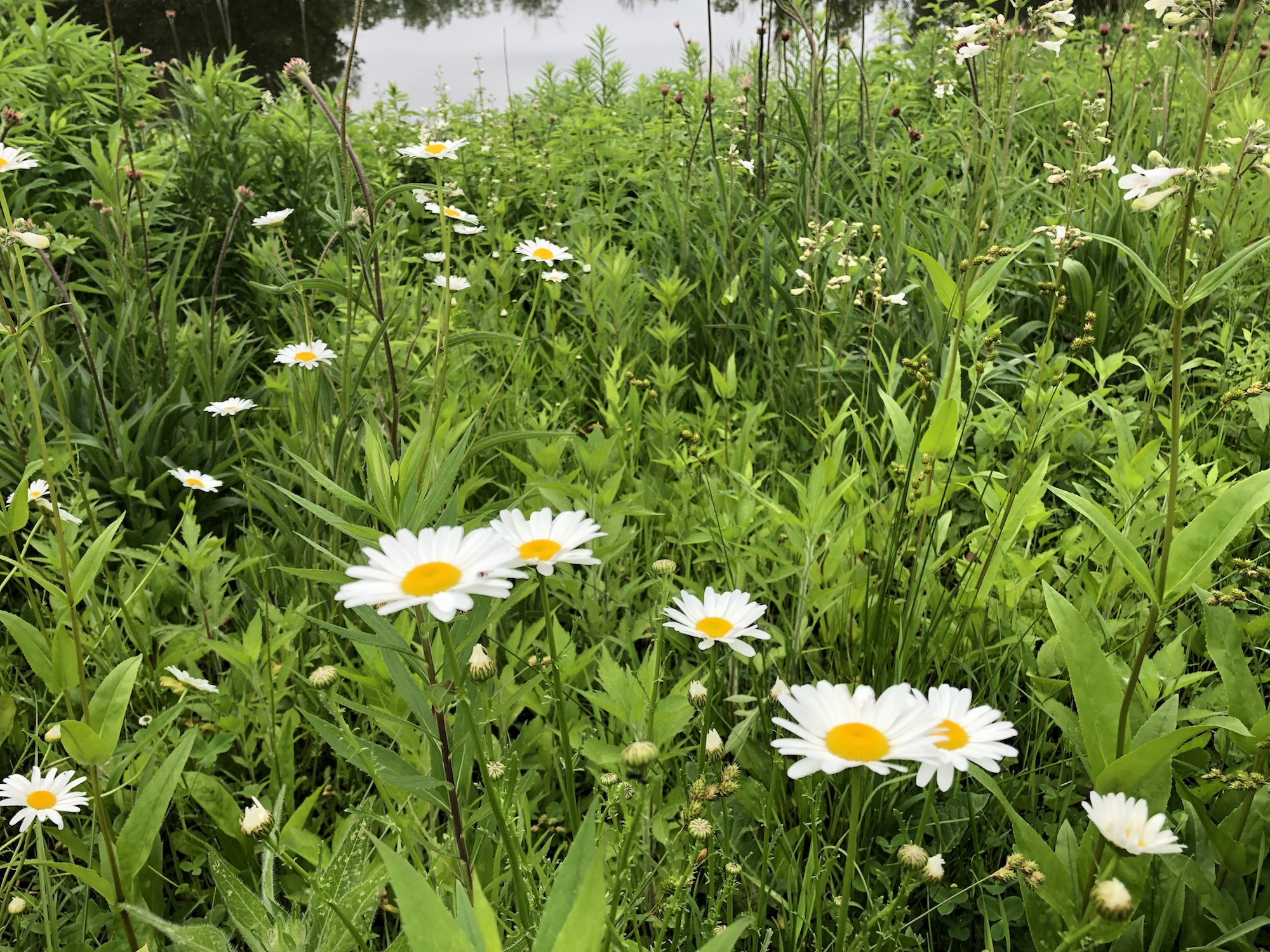 Ox-eye Daisies on bank of retaining pond at the corner of Manitou Way and Nakoma Road in Madison, Wisconsin on June 17, 2019.