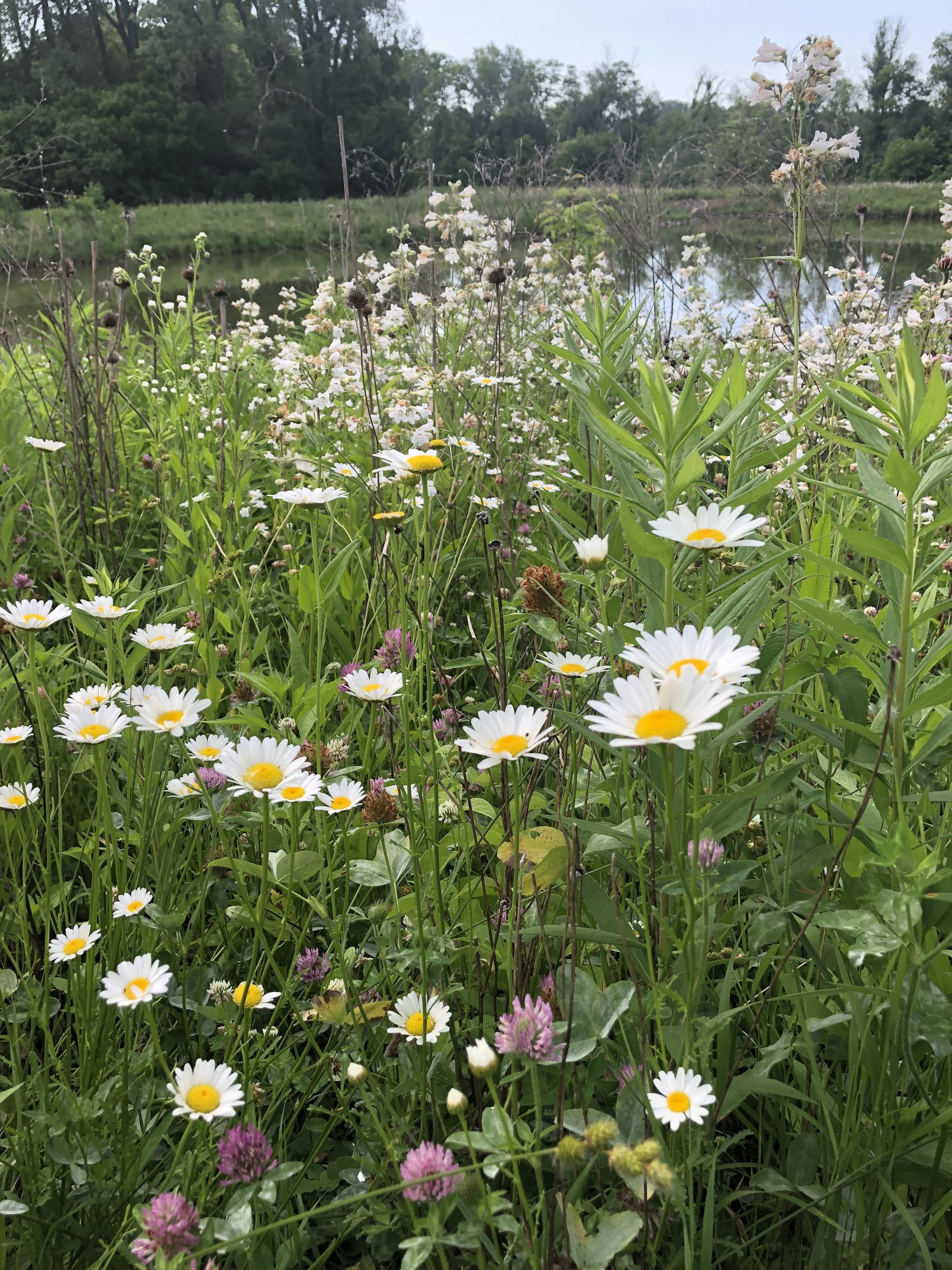 Ox-eye Daisies with Foxglove Beardtoungue on bank of retaining pond in Madison, Wisconsin on June 19, 2020.