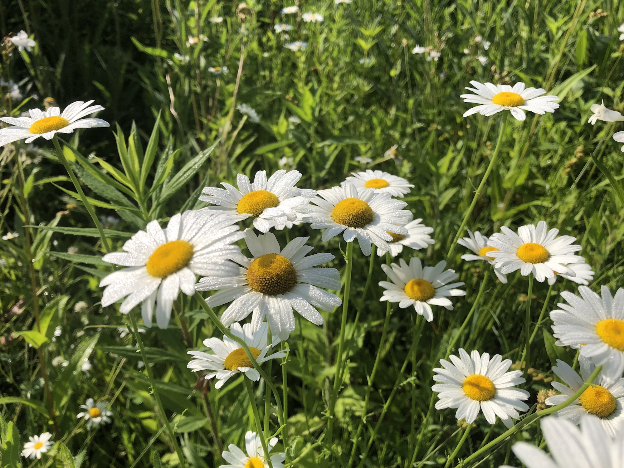 Ox-eye Daisies on bank of retaining pond at the corner of Manitou Way and Nakoma Road in Madison, Wisconsin on June 29, 2019.