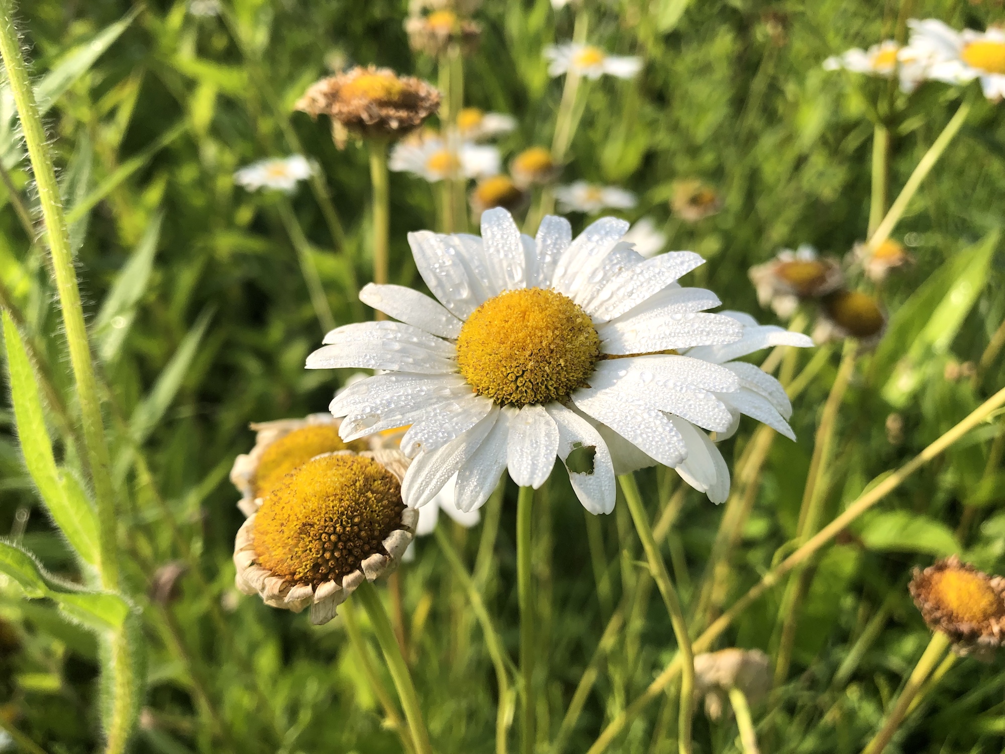 Ox-eye Daisies on bank of retaining pond at the corner of Manitou Way and Nakoma Road in Madison, Wisconsin on July 9, 2019.