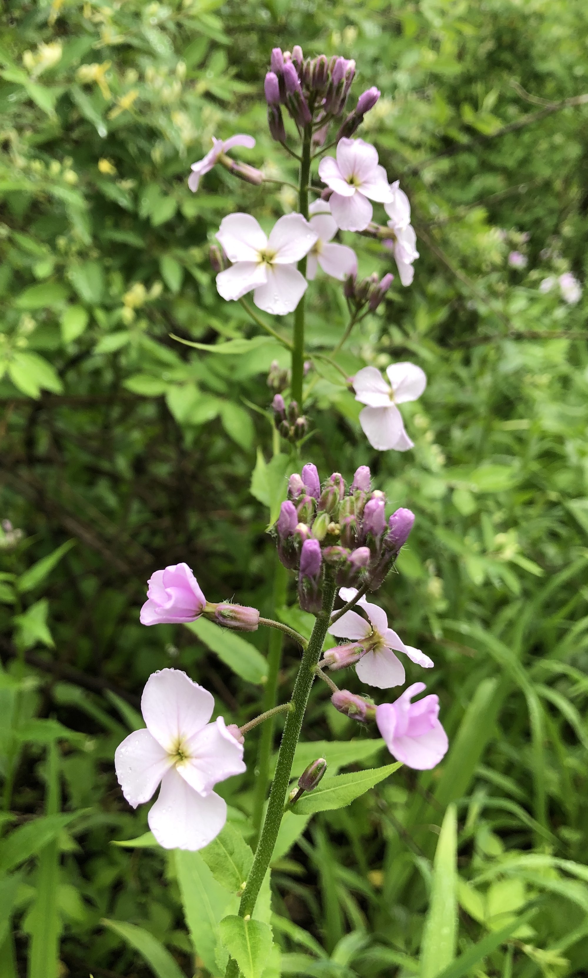 Dame's Rocket in woods between Duck Pond and Marion Dunn on May 24, 2019.