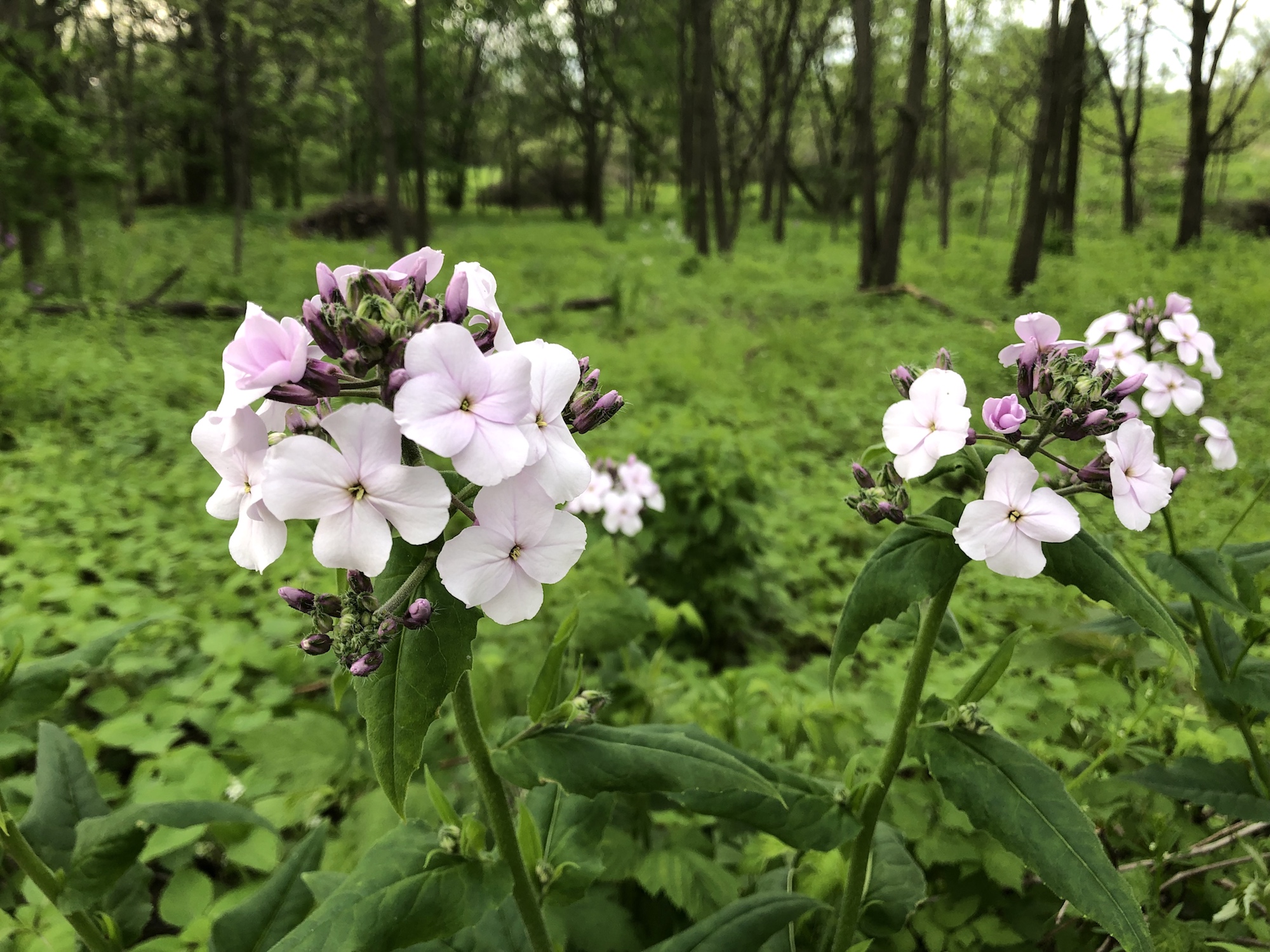 Dame's Rocket in woods between Marion Dunn and Oak Savanna on May 26, 2019.