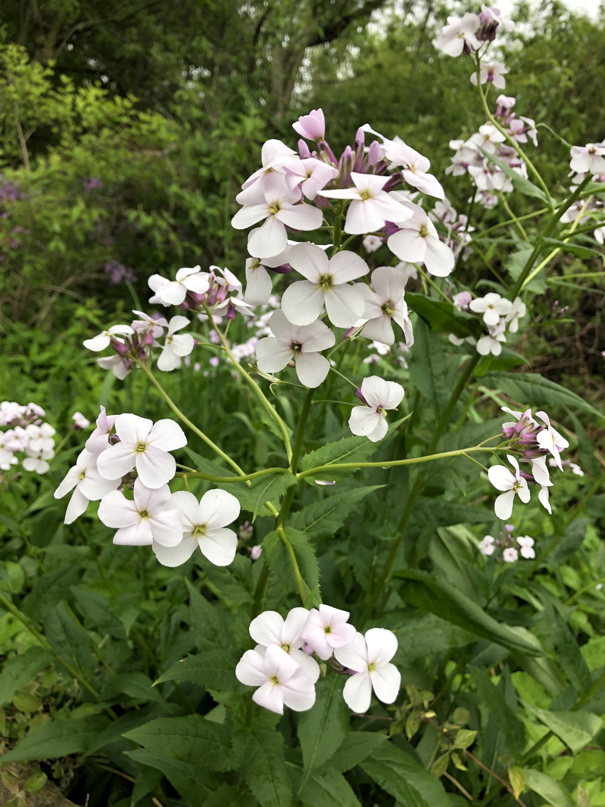 Dame's Rocket in woods between Marion Dunn and Oak Savanna on May 28, 2019.
