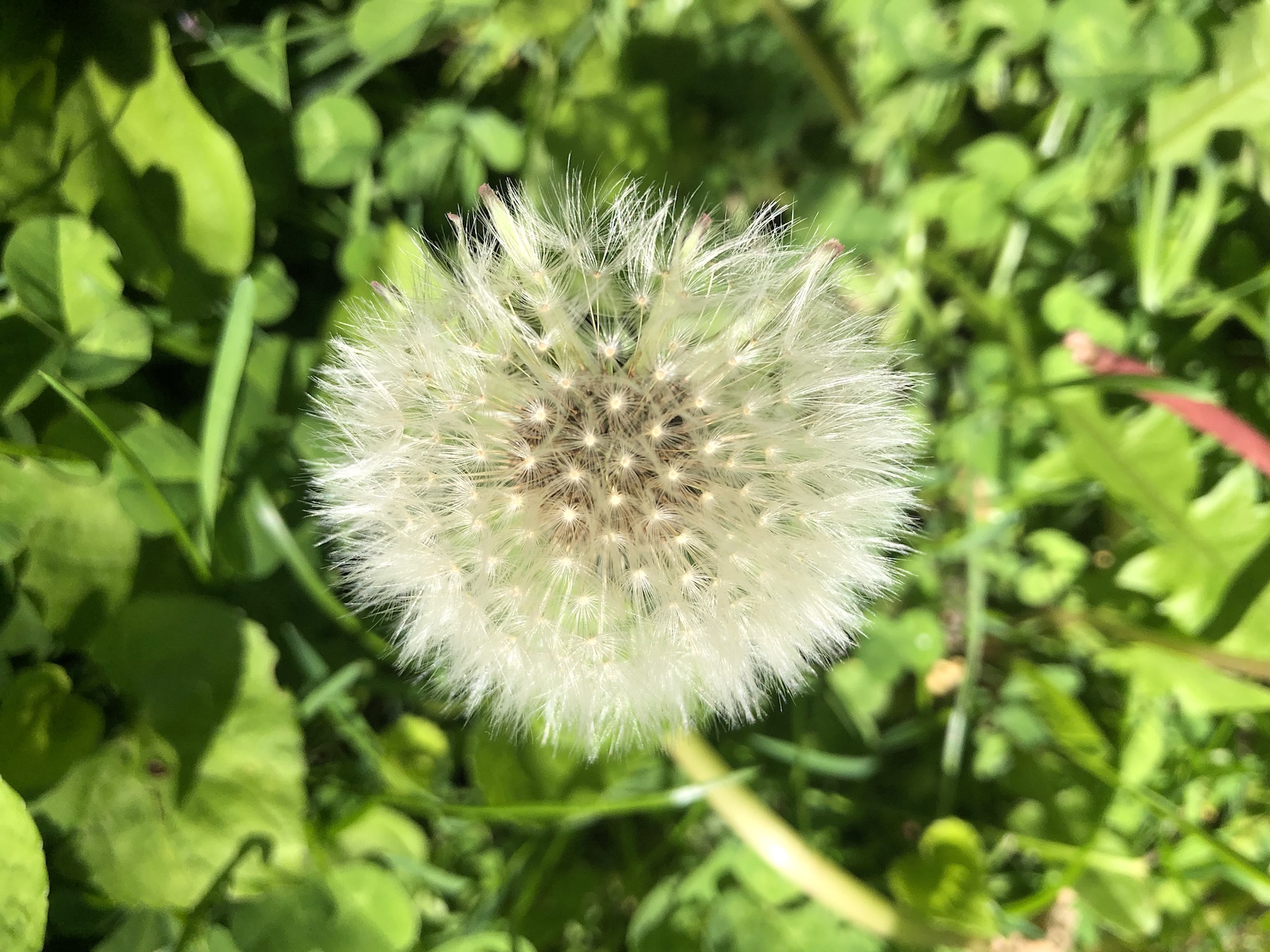Dandelion puffball in Nakoma Park in Madison, Wisconsin on May 31, 2020.