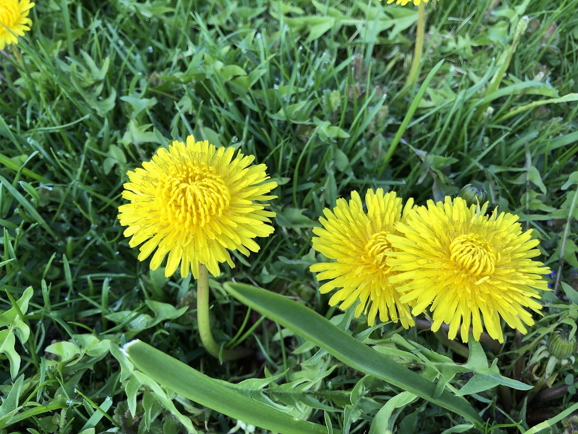 Dandelion by Stevens Pond in Madison, Wisconsin on May 5, 2019.